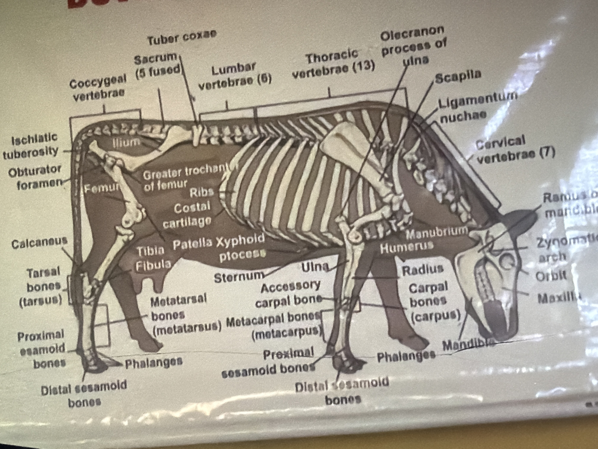 The image provided is a diagram of a cow skeleton with labels identifying various bones. There is no indication of a location in Bukuru, Nigeria. The image is a medical or veterinary illustration.