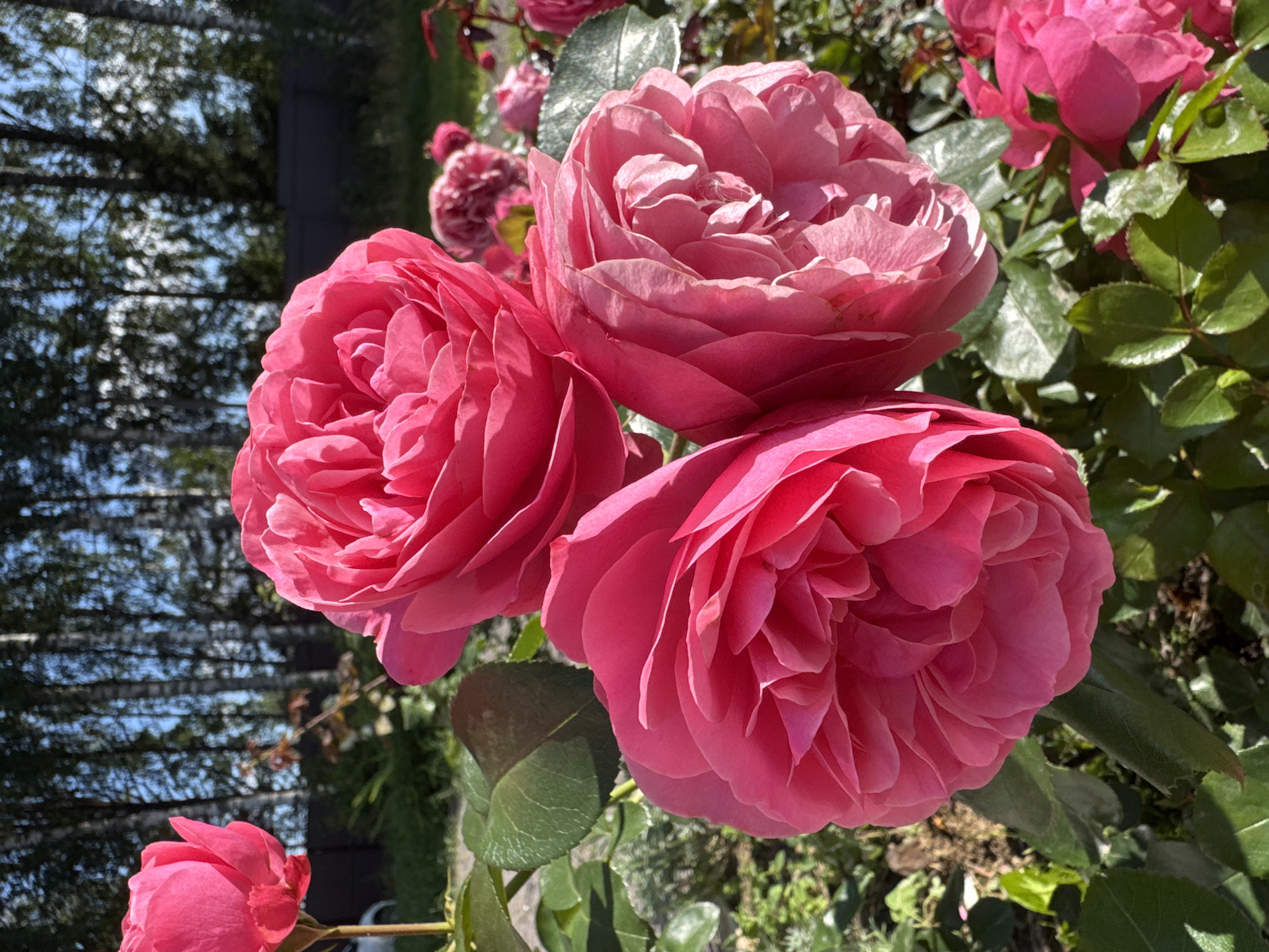 In the city of Steklyannyi, Russia, a close-up, ground-level view captures a cluster of bright pink roses in full bloom. The roses are the central focus, with their layered petals and vibrant hue. The foreground shows lush green rose leaves and stems. The background is softly blurred, revealing a dark fence and a line of tall, slender trees with white bark, possibly birches, against a bright blue sky. The overall scene is one of natural beauty in an outdoor garden setting.