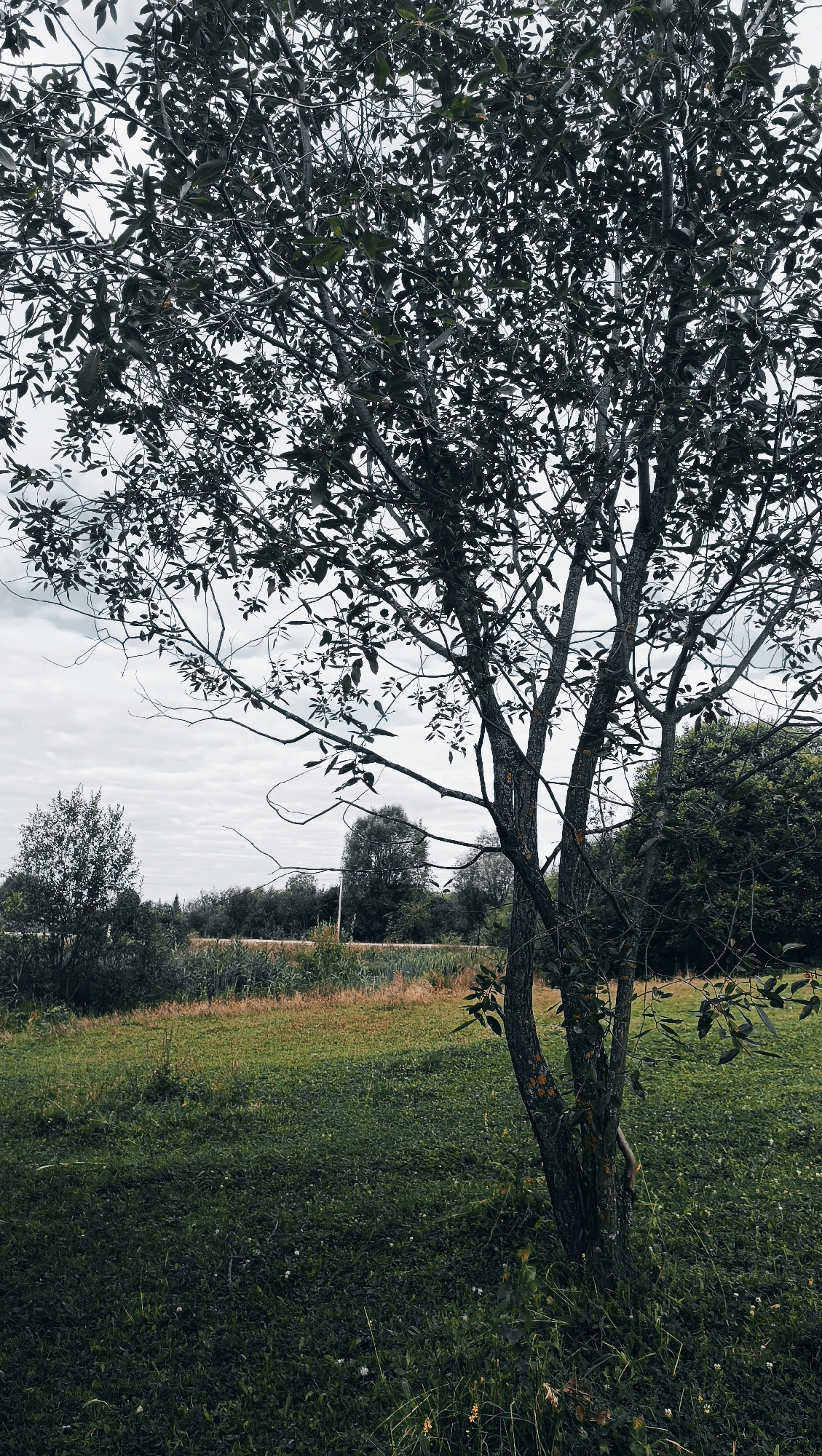 This is a full-shot, eye-level, vertical photograph of a tree with a textured, gray trunk and branches filled with dark green leaves. The tree is positioned on the right side of the frame, with its lower trunk and branches dominating the foreground. Behind the tree, a grassy field stretches into the distance, dotted with patches of dry, brown grass. Further back, a line of trees and vegetation forms a dark green backdrop. The sky is overcast with pale gray clouds, and there is no indication of any people, structures, or specific landmarks that would identify the location as Karsha, Russia. The overall atmosphere is natural and somewhat somber due to the muted color palette and cloudy sky.