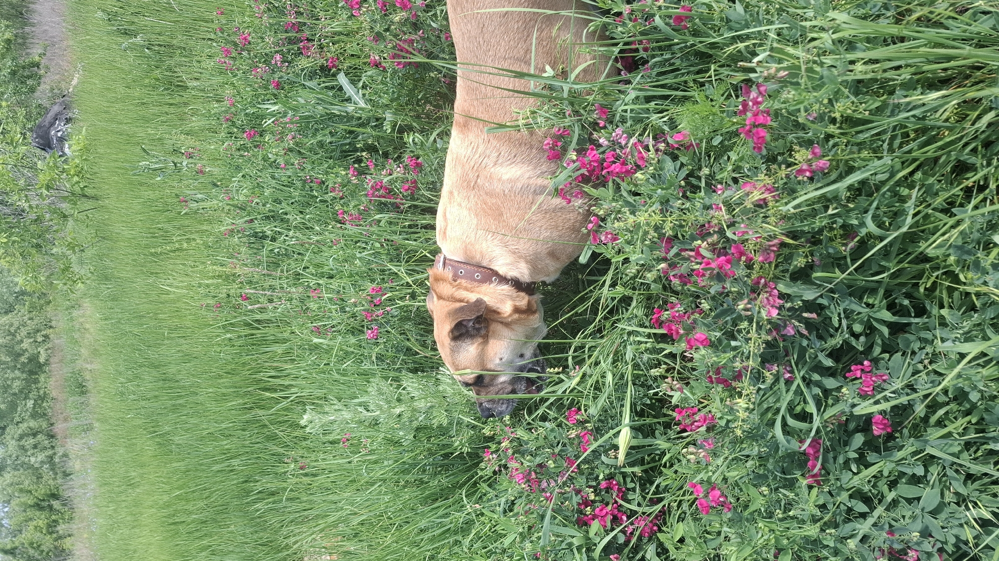 The image, oriented vertically, depicts a light brown dog with a dark brown collar, its head lowered and partially obscured by a dense field of tall green grass and vibrant pink flowers. The dog appears to be sniffing or foraging among the plants. Its body is visible from the mid-back forward, showing its fur texture and the details of its ear and snout.
The setting is an outdoor, natural environment, likely a meadow or a large grassy area. The pink flowers are small and grow in clusters, scattered throughout the green foliage. In the background, a wide expanse of tall grass stretches towards the left, where a faint dirt path or track can be discerned, bordered by a line of trees in the distance. The lighting is bright and natural, suggesting it is daytime under clear or partly cloudy skies. No specific location cues are identifiable, and no text is visible.