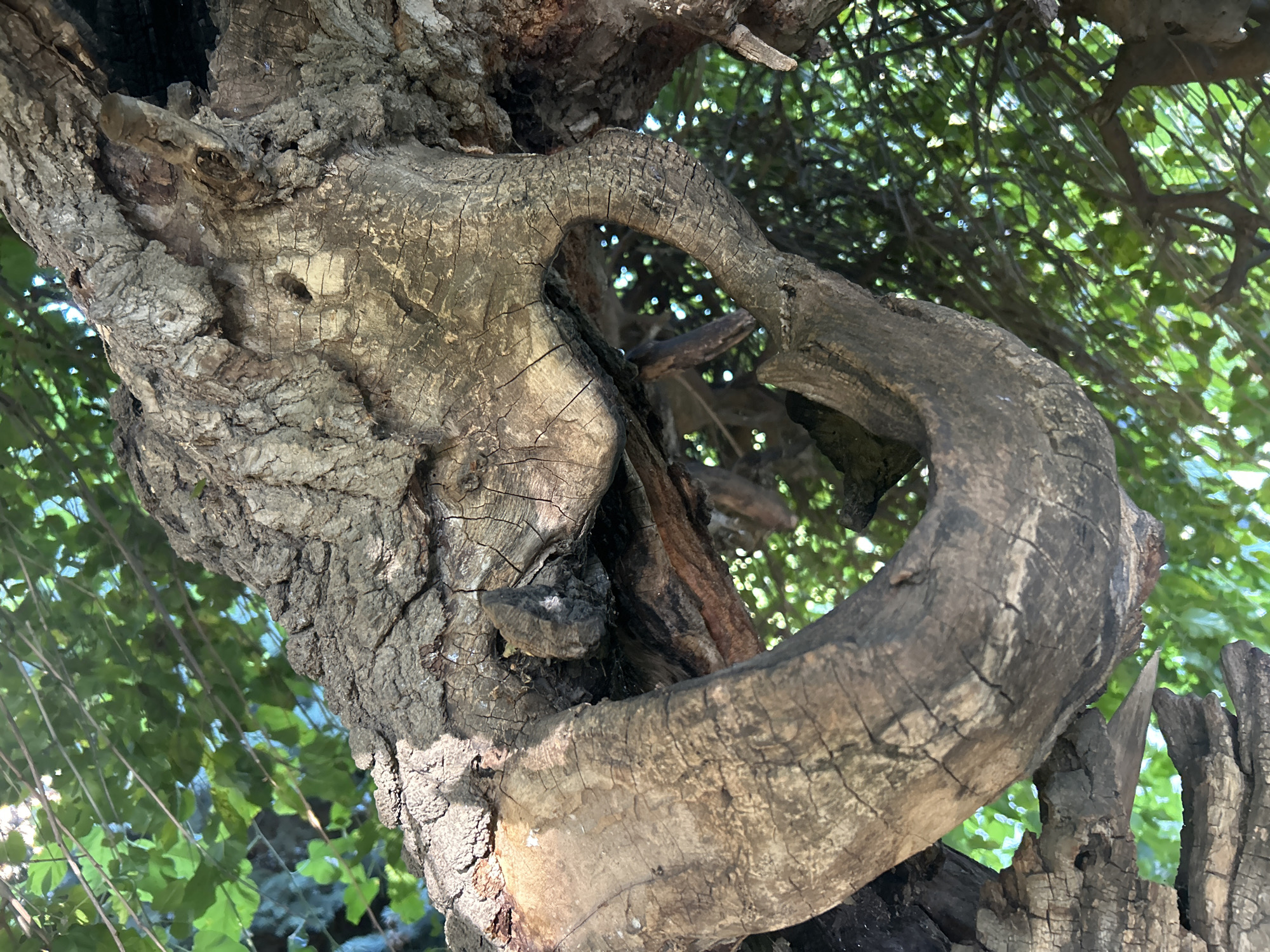 The image is a close-up, upward-facing shot of weathered, gnarled tree branches, possibly part of an old tree in a park or natural area. The bark is rough, deeply textured, and cracked, with shades of gray and brown. One prominent branch forms a loop, creating a void through which bright green leaves and dappled sunlight are visible. The lighting suggests it is daytime, with sunlight filtering through the canopy. No people or animals are present. The location is unknown, but the image shows natural elements of a tree and foliage.