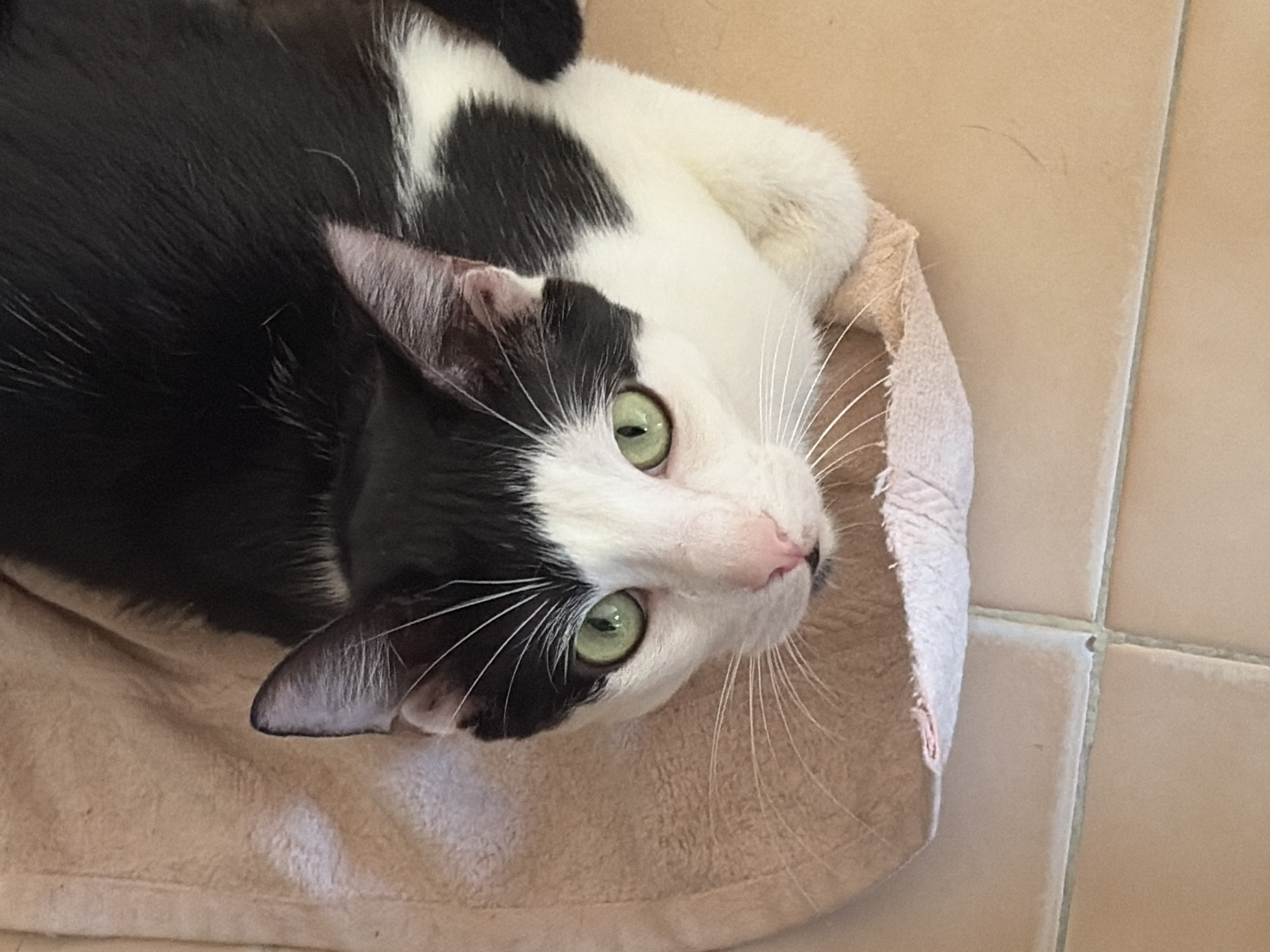A black and white cat with green eyes lies on a beige towel on a tiled floor. The location and details about the city of Ciudad Guayana, Venezuela are not discernable from the image.