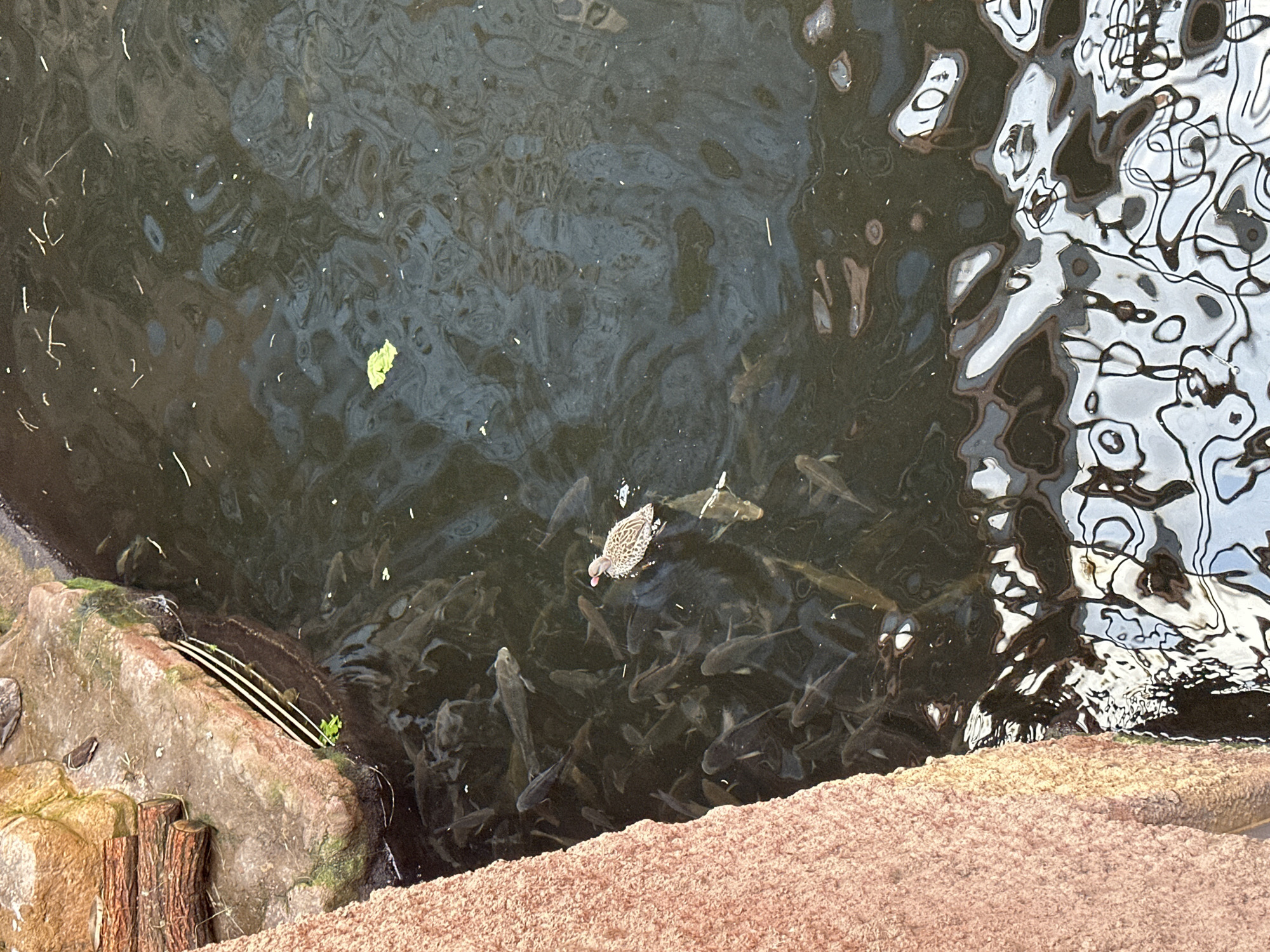 The image shows a pond in Wrocław, Poland, filled with dark water and a large number of fish. A duck is swimming among the fish. Reflections of nearby structures are visible on the water's surface. The edge of the pond is made of stone, with some vegetation present. The foreground features a stone structure with a reddish-brown surface.