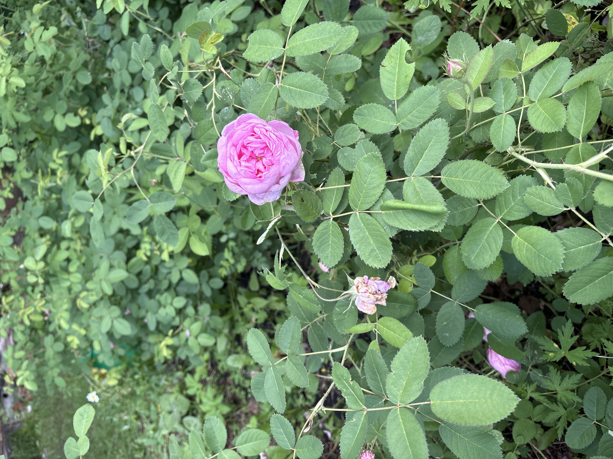 A close-up shot captures a cluster of lush green rose bushes with several pink roses and buds in various stages of bloom. A single, fully open rose, a vibrant pink, is prominently featured in the upper right quadrant of the image, its petals tightly layered. To its left, a wilting rose in a pale pink hue droops on its stem. The leaves are a rich green, some showing minor damage from insects. The background is a dense foliage of the rose bushes and other greenery, suggesting an outdoor garden setting. The image appears to be taken in Dubrovino, Russia.