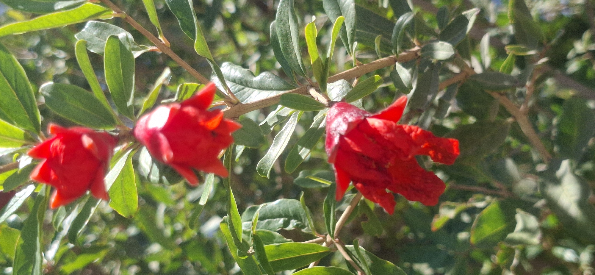 A close-up shot of three red pomegranate flowers on a tree branch, with lush green leaves in the background. The flowers are in various stages of bloom, with some petals unfurling. The image was taken in Yerocham, Israel.