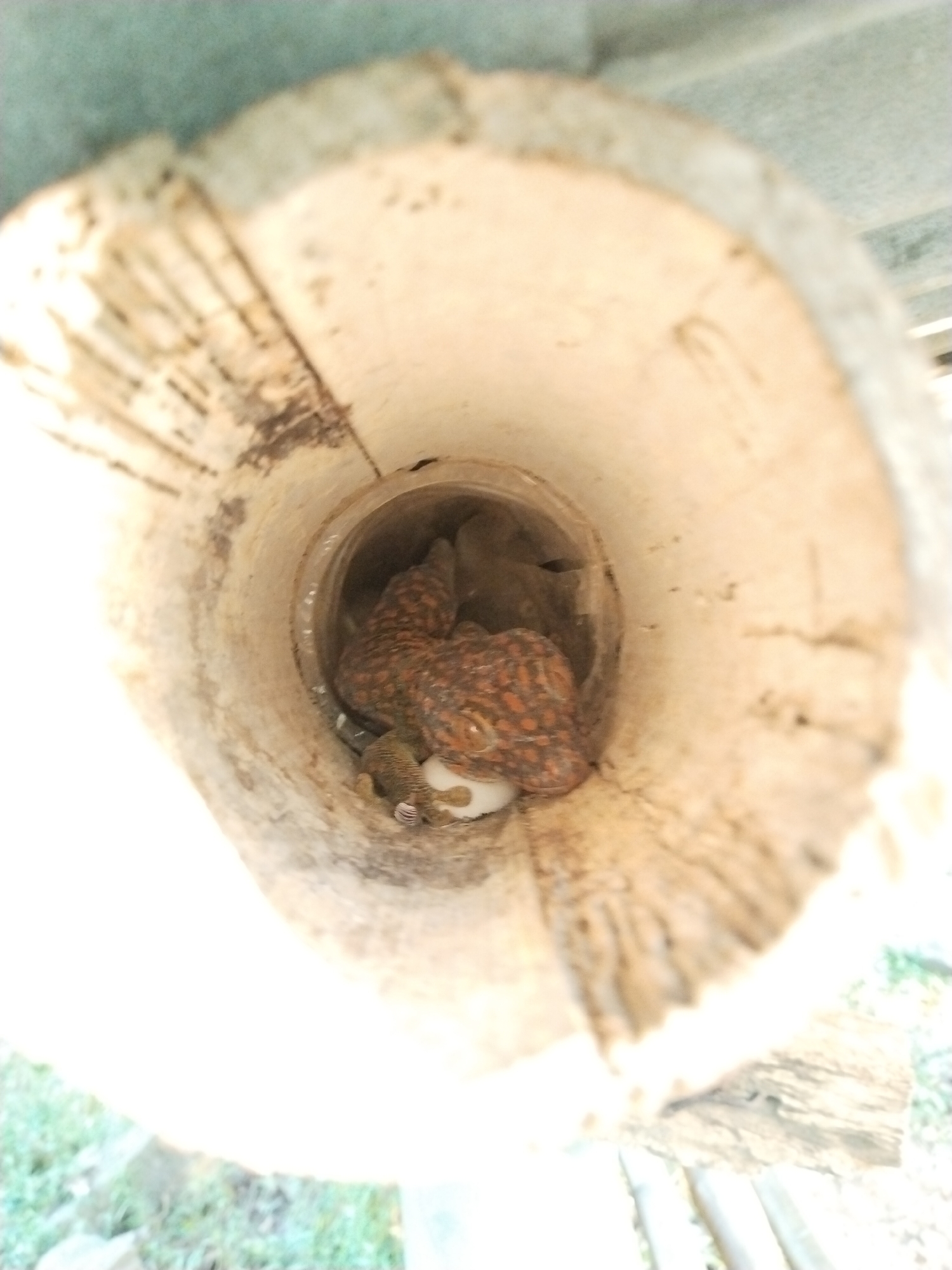 The image depicts a Tokay gecko curled inside a hollow bamboo stalk. The gecko is patterned with orange spots and has a white, round object next to it. The inside of the bamboo stalk is light-colored with some discoloration. The external environment is blurred, suggesting an outdoor setting. The exact location and city are unknown.