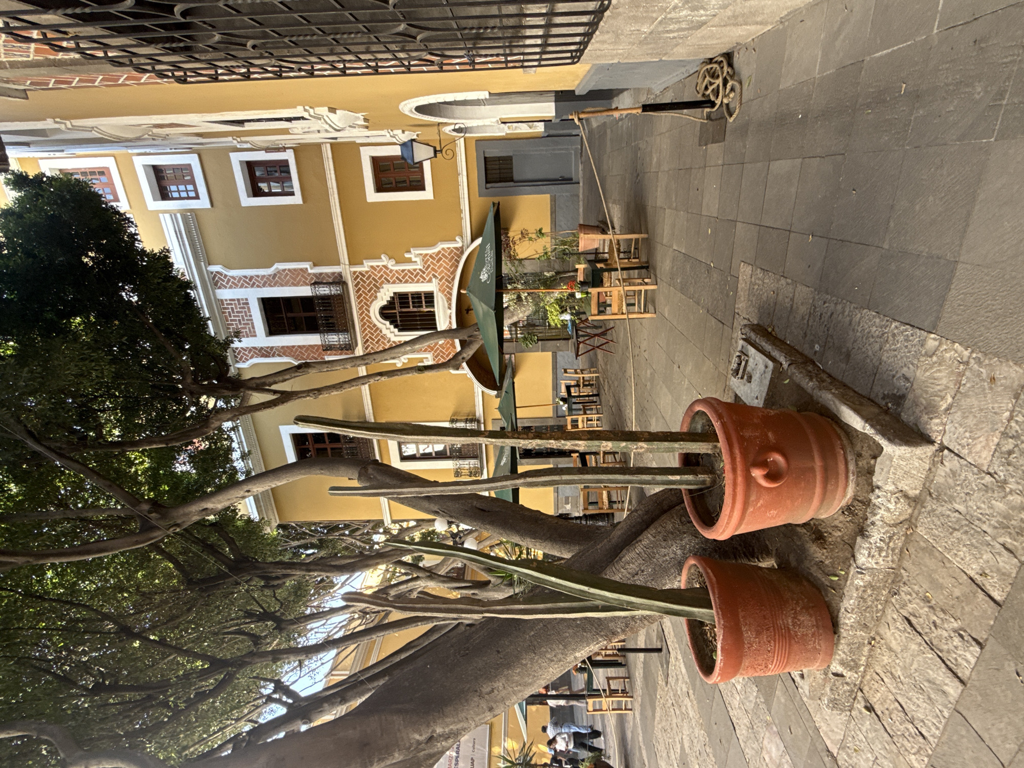 The image captures a vibrant street scene in Puebla, Mexico. The focal point is a massive tree whose thick branches dominate the foreground, held within large terracotta pots. The tree's branches spread widely, partially obscuring the yellow colonial architecture behind it. These buildings feature white window frames, decorative brickwork, and arched entryways. Further into the scene, tables and chairs are arranged under green umbrellas. Pedestrians can be seen walking near the storefronts in the background. A black metal grate and rope are at the top edge of the frame. The pavement is made of large stone slabs.