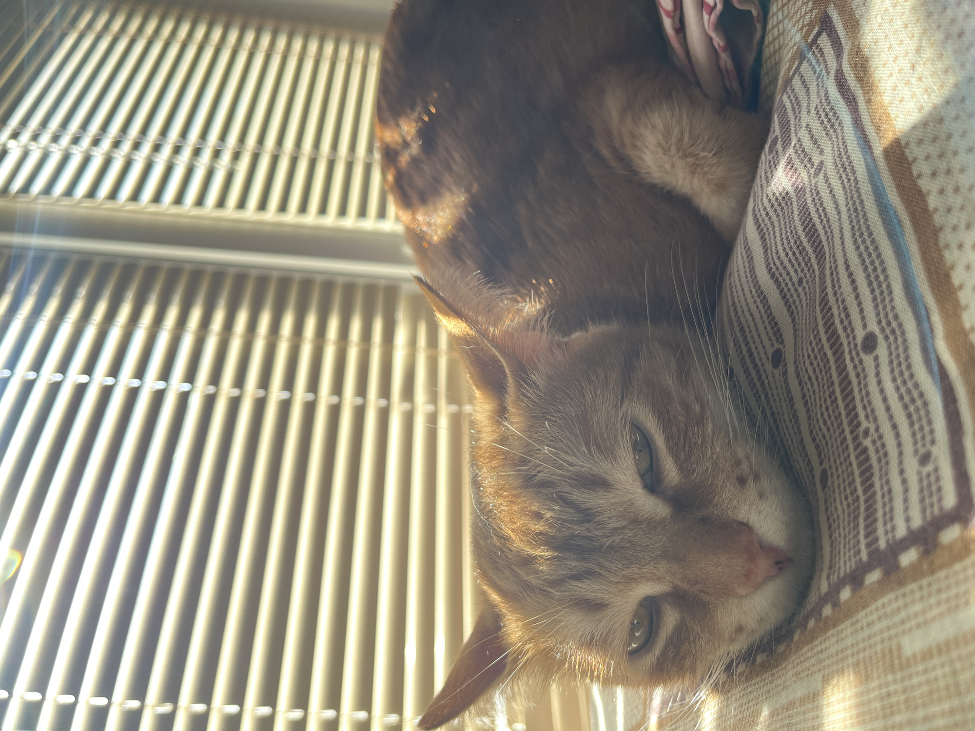 An indoor shot from an overhead angle depicts an orange tabby cat resting on a patterned fabric. The cat's face is close to the camera, with visible eyes, nose, and whiskers. The background includes the slats of what appears to be a radiator or a similar fixture. The light source is bright, casting shadows and highlights across the scene. There is no information in the image to indicate that it was taken in the city of Chaikovsky, Russia.