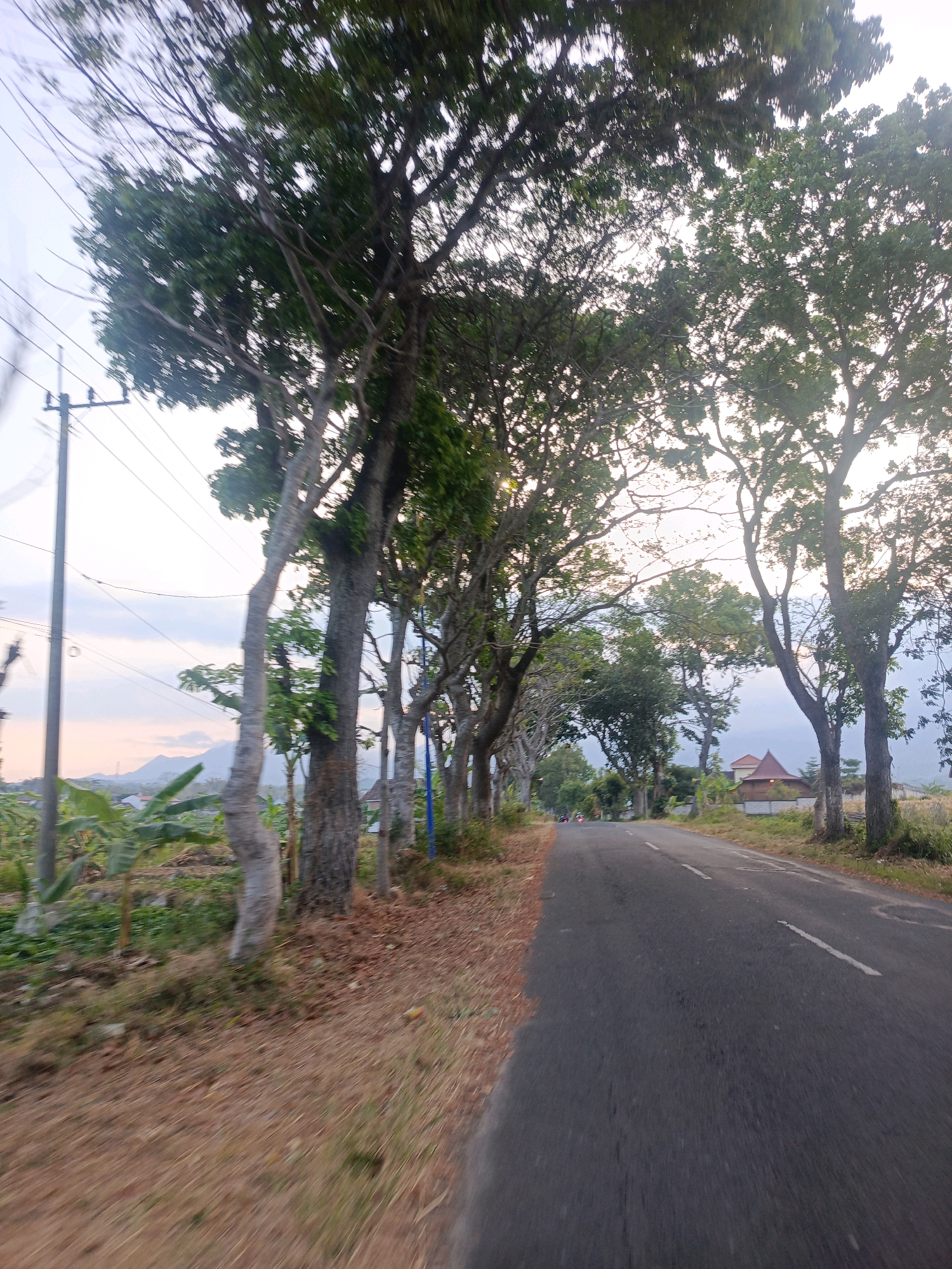The image shows a road lined with trees in Nitikan, Indonesia. The road is paved with asphalt and has white lines marking the lanes. The trees are tall and leafy, with some of them obscuring the sky. There are power lines running along the side of the road. In the distance, there are some houses and hills. The sky is overcast, and the overall mood of the image is peaceful.