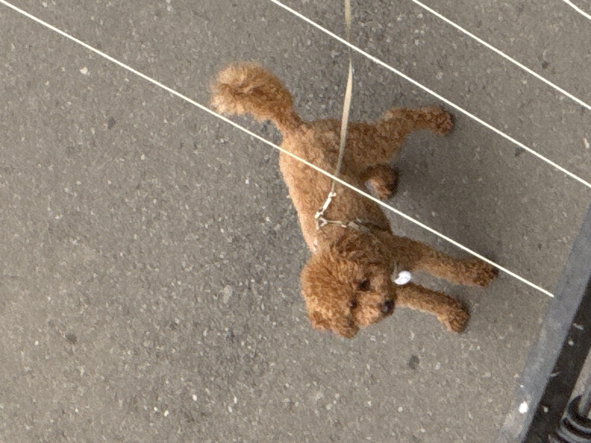 This is an aerial, close-up, medium-shot photograph of a small, curly-haired, reddish-brown dog, likely a toy poodle, on a textured, grey, asphalt-like ground. The dog is facing away from the camera, looking to the right with its head slightly tilted. It has dark eyes and a small, dark nose. The dog is wearing a white harness with a thin, beige leash attached, which is visible extending upwards out of the frame.
The dog is positioned on its side, with its legs splayed out. Its fur appears somewhat matted and dishevelled. There are several thin, white, horizontal lines that run across the frame, obscuring parts of the dog and the ground. These lines might be wires or strings. The lighting suggests it is daytime, possibly sunny given the sharp contrast. The ground is grey and speckled with small white and dark flecks. To the right edge of the frame, a dark, vertical object, possibly a metal railing or a pole, is partially visible.
No people are visible in the frame. The activity depicted is simply the dog lying on the ground, possibly resting or waiting. There are no discernible emotions captured. The location context is provided as Tbilisi, Georgia. No text is visible in the image.
