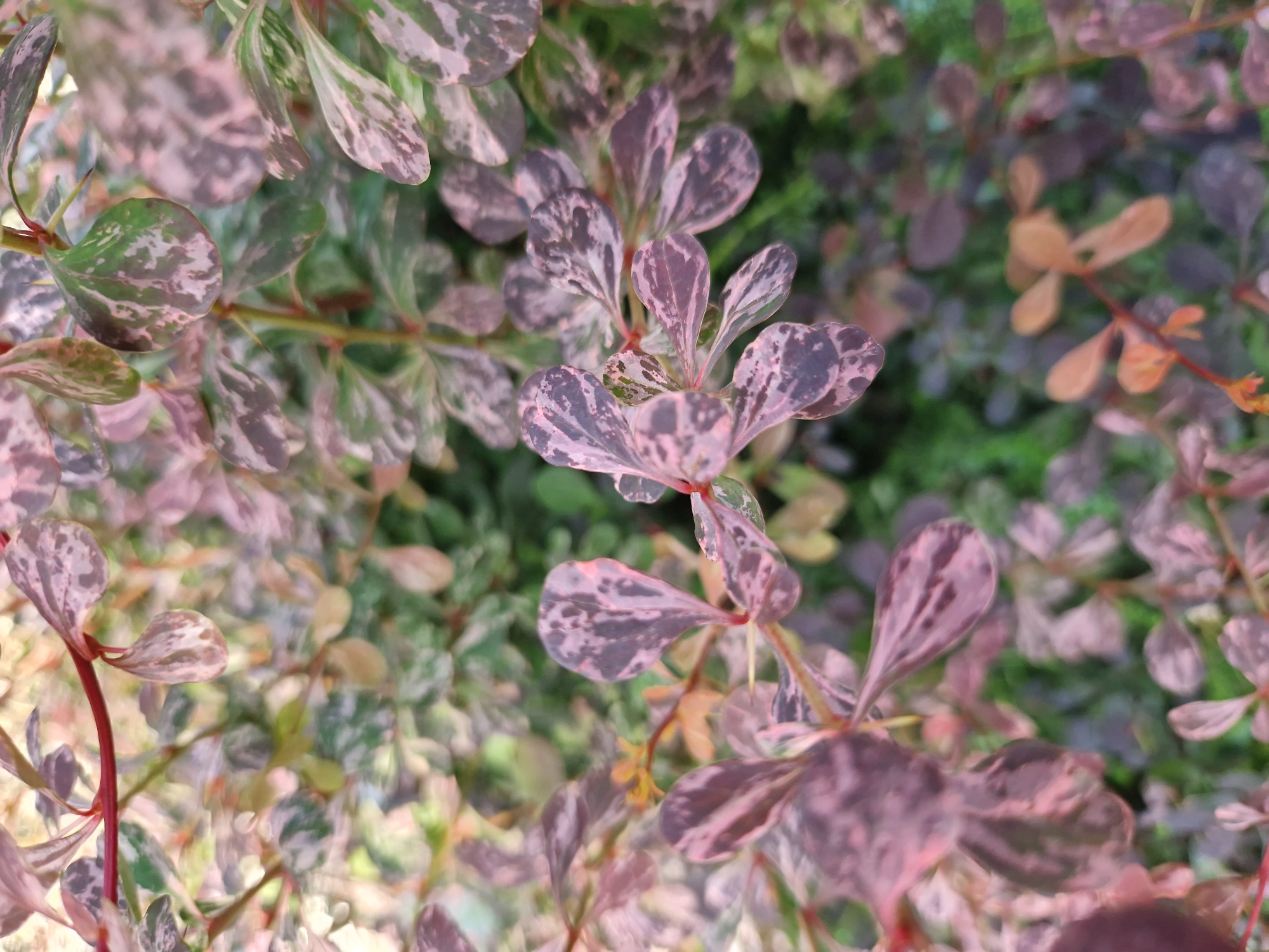 A close-up, eye-level shot captures the variegated foliage of a Japanese barberry plant, likely in a garden or park setting in Sofia, Bulgaria. The leaves exhibit a mottled pattern of dark pink, purple, and green, with some leaves appearing almost entirely pink or dark purple. The branches are thin and reddish-brown, supporting the small, oval-shaped leaves. The background is a blur of green foliage, suggesting other plants or a dense shrubbery. The lighting appears natural, possibly daylight, with a slight softness that contributes to the overall visual aesthetic of the plant's coloration. There are no people or discernible man-made structures visible in the frame.