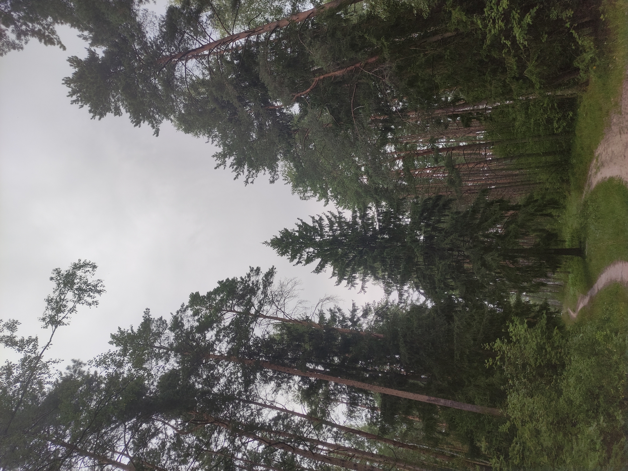 The image depicts a forest scene with tall evergreen trees and a dirt path that forks. The sky is overcast with a pale gray, uniform cloud cover. The path appears to be in a natural setting, possibly a park or forest reserve, in the Верамейскі сельскі Савет region of Belarus. The vegetation is lush and green, indicative of a temperate climate. There are no people or animals visible in the image. The composition is from a low angle, looking up towards the canopy of the trees.