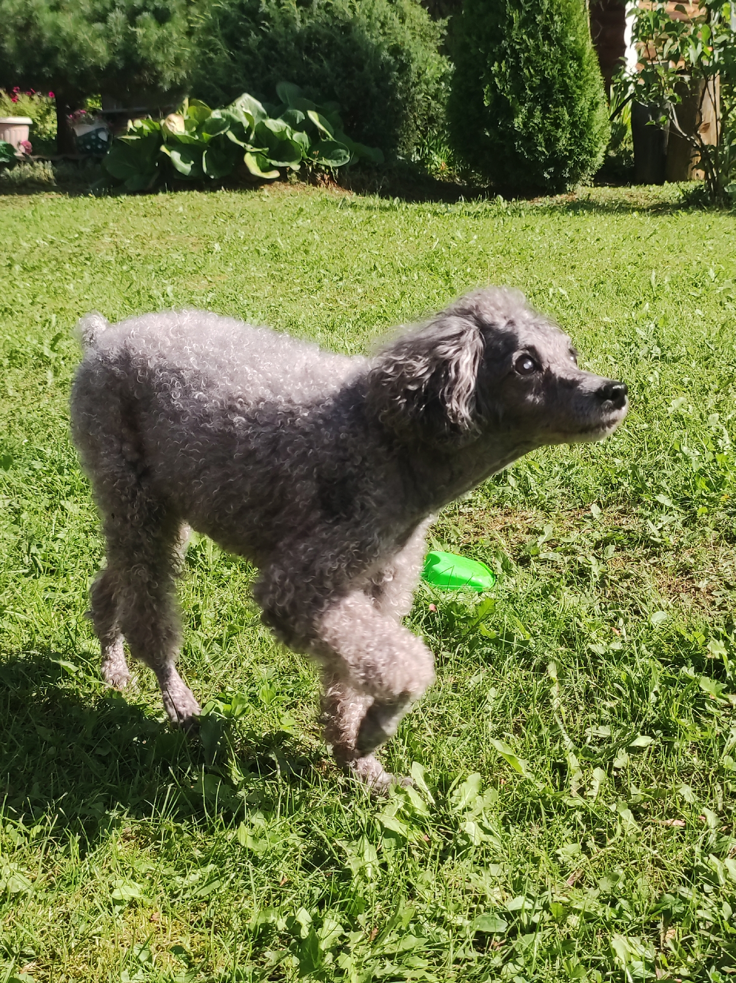 A gray poodle stands on a grassy lawn in front of green bushes and trees. A bright green frisbee lies on the grass to the dog's right. The dog is facing to the right and looking upwards. The image appears to have been taken outdoors during the day. The location is the city of Fokino, Russia.