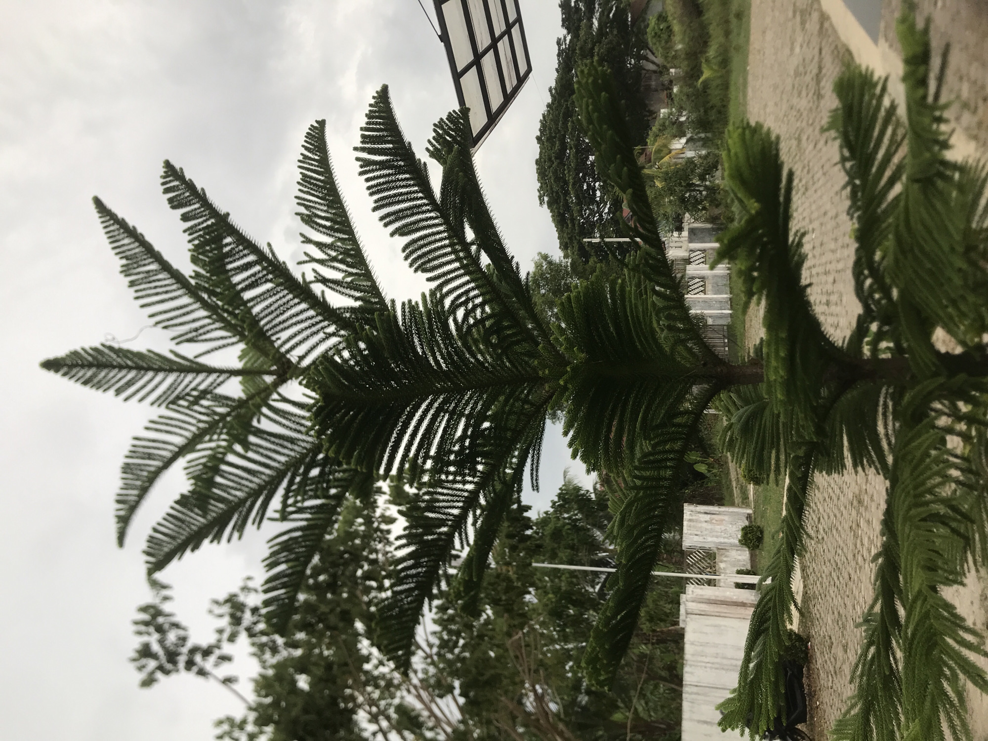 The image depicts a green Norfolk Island pine tree (Araucaria heterophylla) in what appears to be a park or public space in Lhokseumawe, Indonesia. The tree is the dominant subject, with its branches extending upwards and slightly to the left. In the background, there are other trees, a structure resembling a basketball backboard, and a low fence or wall. The ground is paved with interlocking stones. The sky is overcast. The image seems to have been rotated.