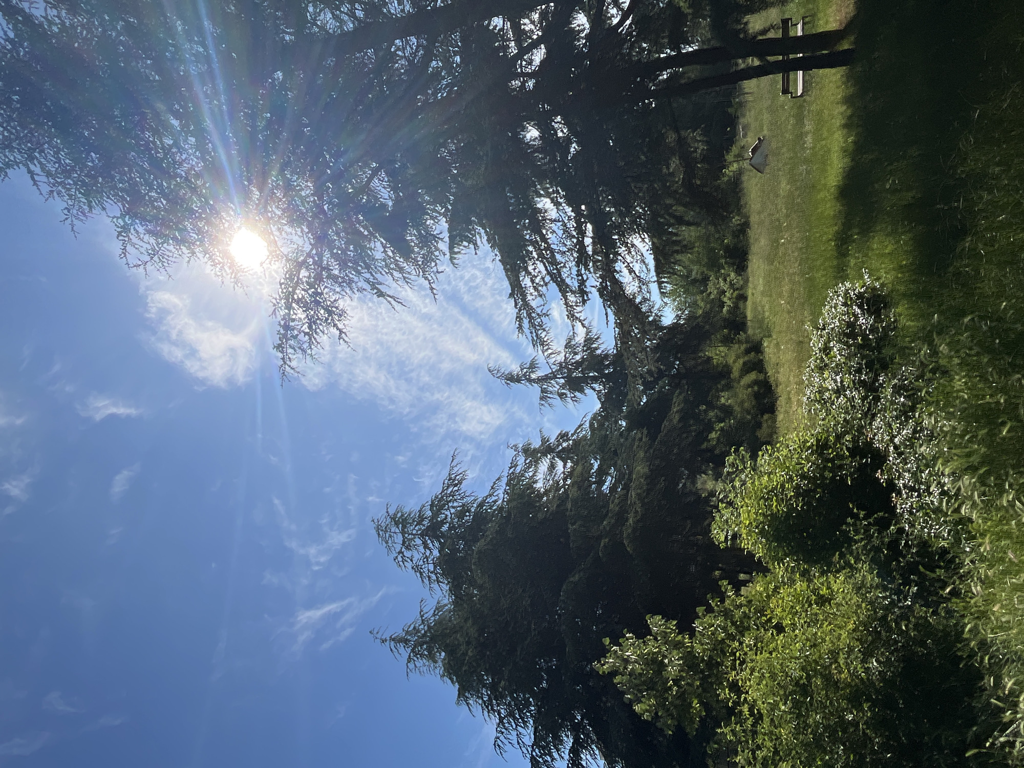 The image depicts a sunny day in a park in Varna, Bulgaria. The foreground features lush green grass and bushes, with tall evergreen trees dominating the mid-ground and background. The sun shines brightly through the branches of a large tree on the right, casting dappled shadows and creating lens flare. In the distance, a park bench is visible on a grassy slope. The sky is a clear blue with wispy white clouds. The scene appears tranquil and natural, indicative of a park or garden setting.