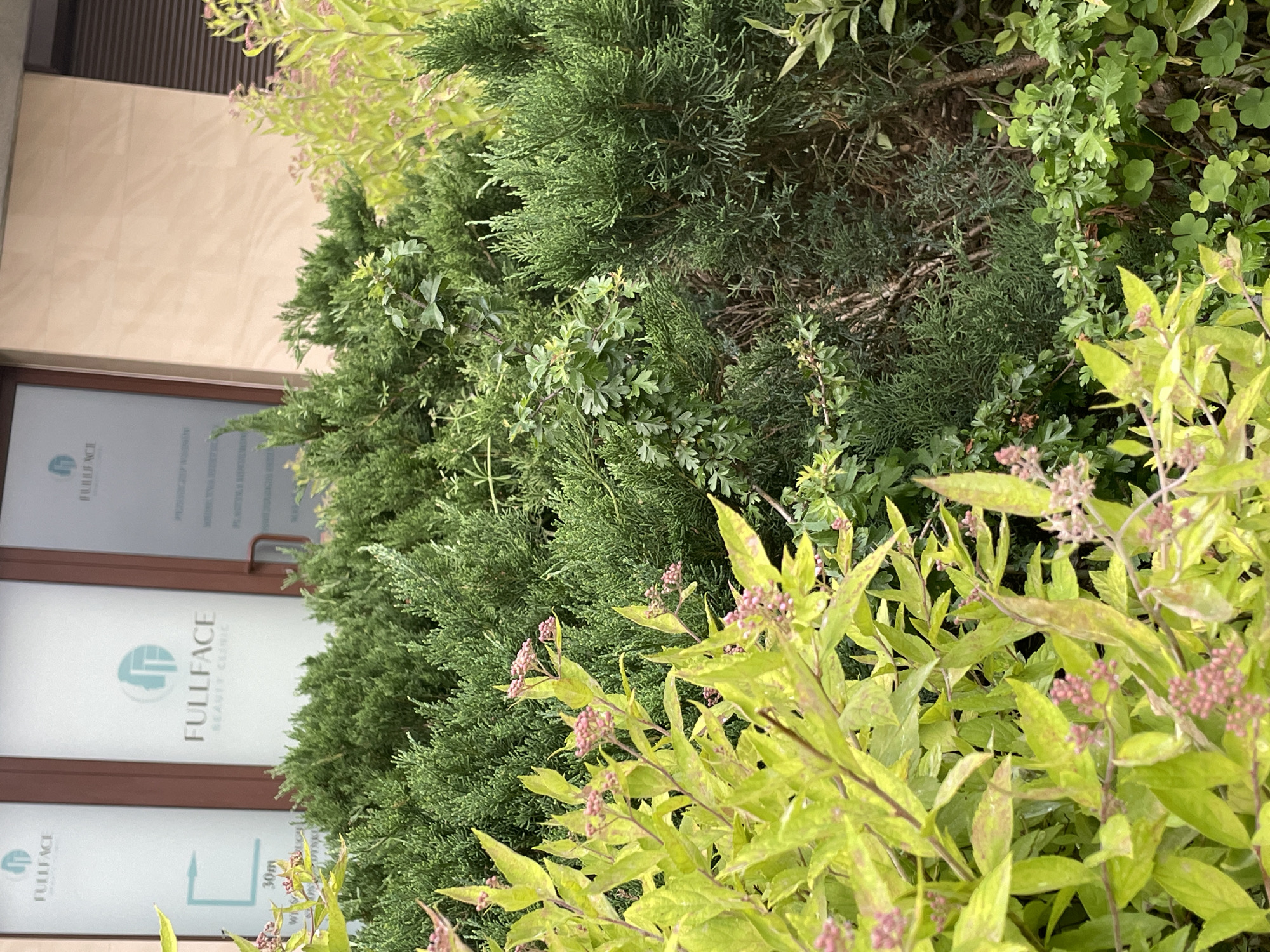 The image shows the exterior of a building in Unknown, Unknown, partially obscured by greenery. The building has a glass door or window with the words "FULLFACE BEAUTY CLINIC" printed on it. The surrounding vegetation includes bushes with green and yellowish-green foliage, some of which have small pink buds or flowers. The building appears to be beige or light-colored. The scene is well-lit, suggesting it is daytime. The focus is primarily on the plants in the foreground, with the building providing a backdrop.