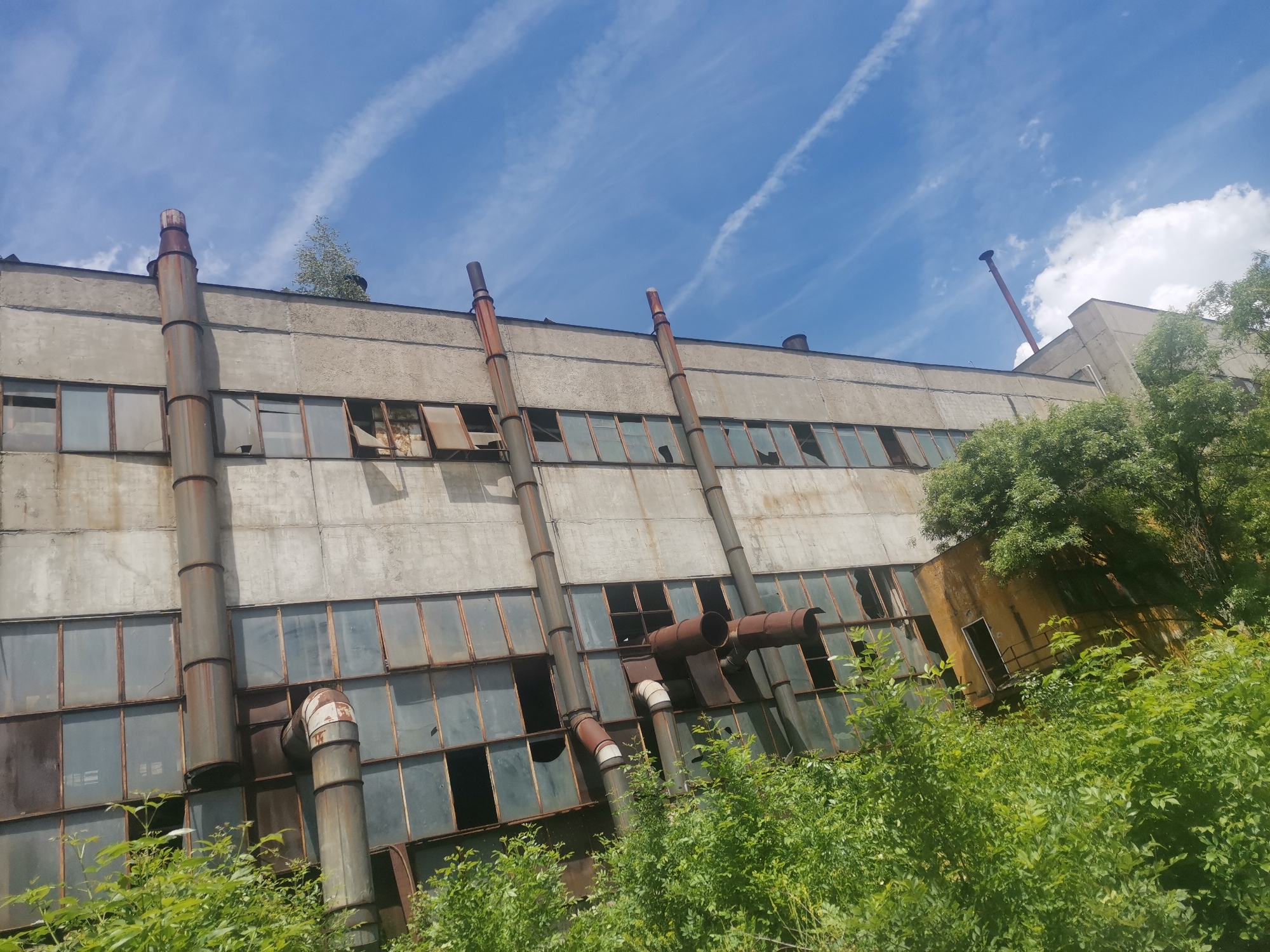 An abandoned industrial building stands as the primary subject, viewed from a low angle looking upwards, under a bright blue sky streaked with prominent white contrails. The multi-story structure is constructed of weathered, grey concrete, displaying significant signs of disuse and decay, including extensive rust on its surfaces and fixtures.
The building's facade is dominated by rows of large windows, many with broken or missing panes, revealing darkened interiors. Several tall, cylindrical pipes, heavily rusted and varying in diameter, run vertically along the exterior walls, with some horizontal connections between them. Lush, vibrant green vegetation, including dense bushes and trees, heavily overgrows the foreground and lower sections of the building, with a small tree even visible on the roof.
To the right, a smaller, yellow-painted annex with a doorway and a small balcony juts out, partially obscured by the encroaching foliage. The scene is devoid of any human or animal activity, conveying a sense of stillness and desolation. The bright daylight and clear sky suggest a sunny day. The overall impression is one of post-industrial decline and nature's gradual reclamation of a derelict site, aligning with the context of an older industrial area in Zhivkovo, Bulgaria. There is no visible text in the image.