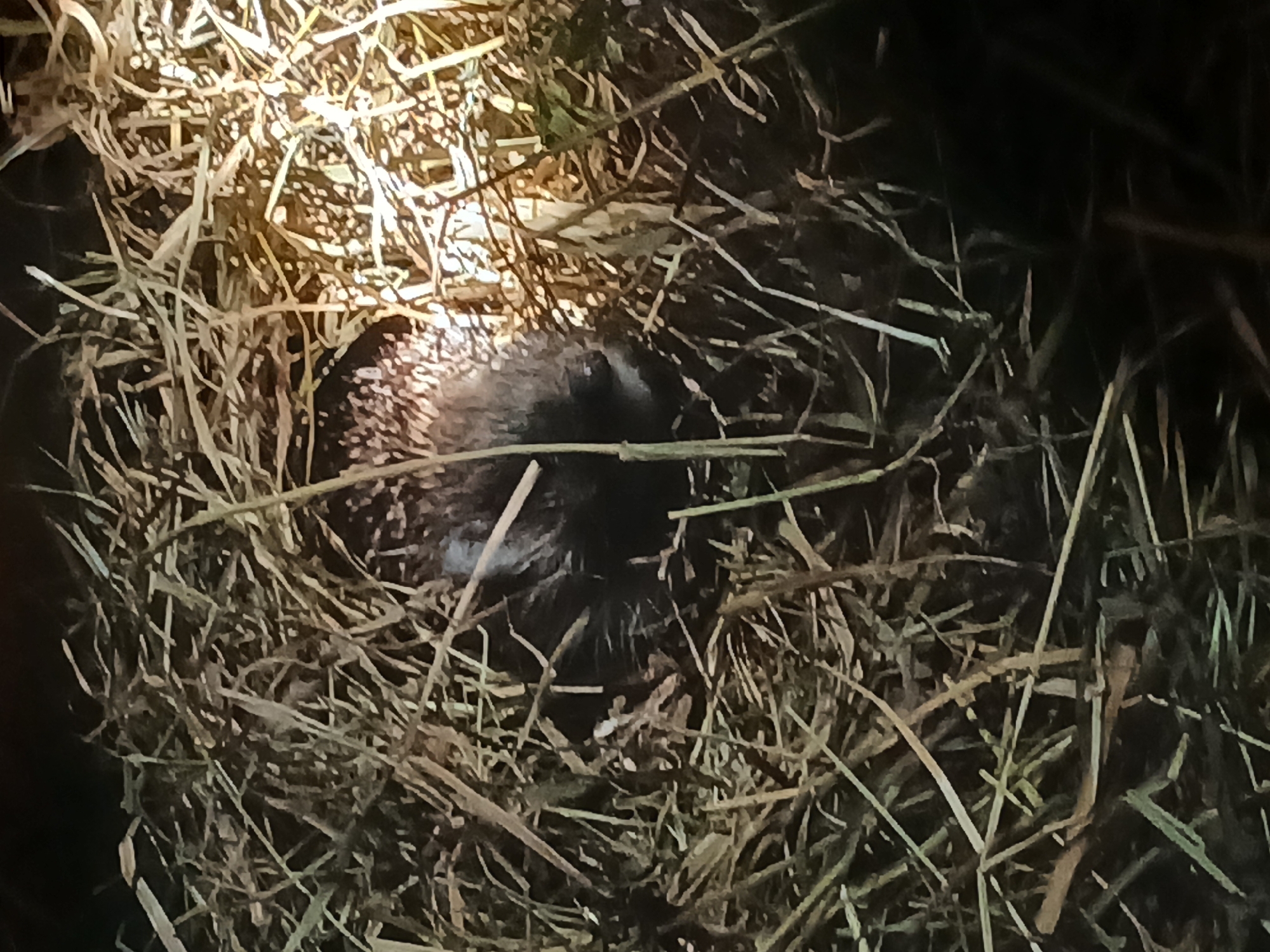 In Chutove, Ukraine, a hedgehog is curled up in a nest of dry grass and straw. The animal is dark in color and its spines are visible. The lighting suggests this image was taken at night, possibly with a flashlight. The environment is a natural outdoor setting.
