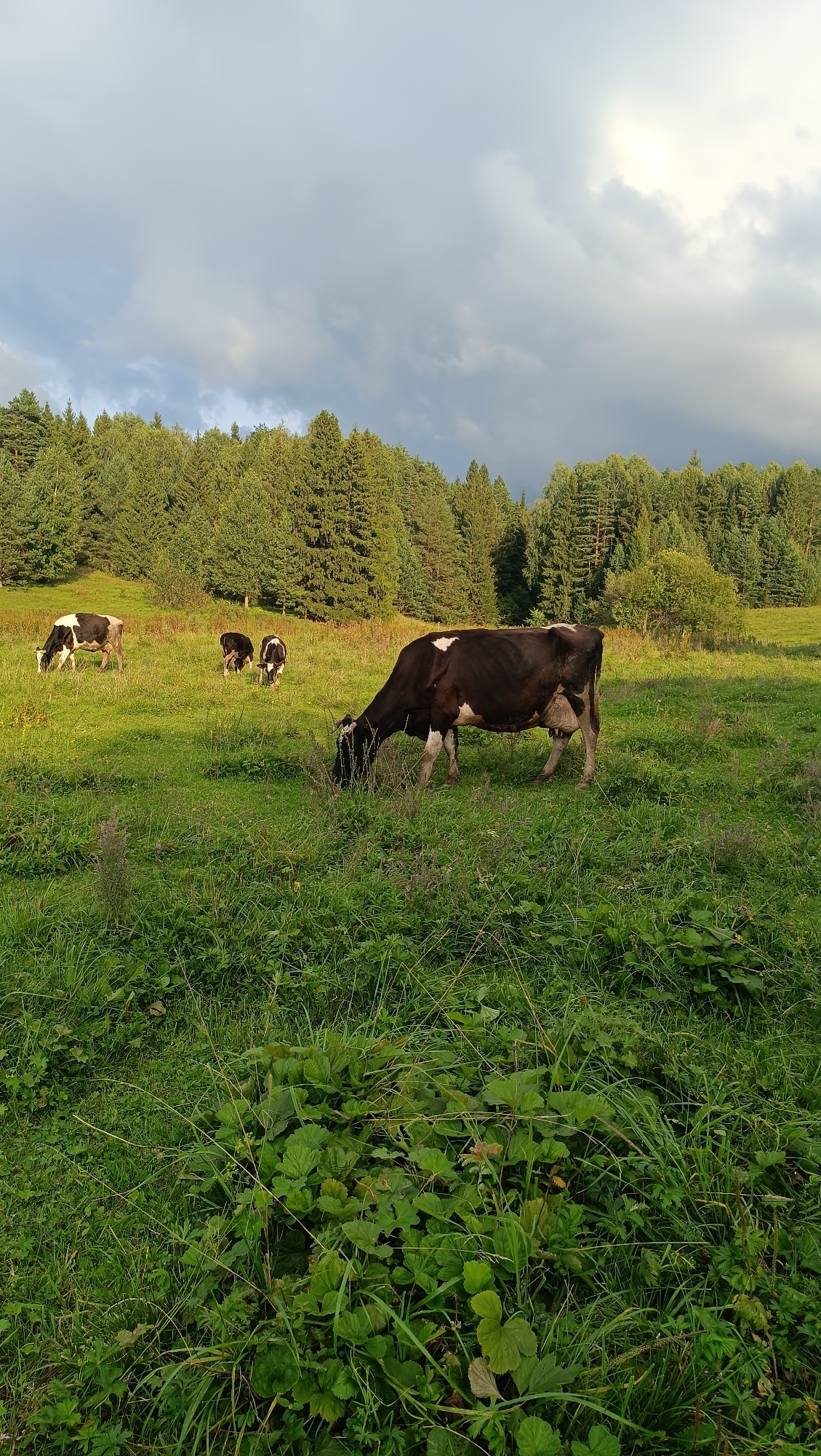 In a grassy meadow with scattered green foliage, four cows are grazing. A large black and white cow is in the foreground, facing right and bent down to eat. To the left and further back, three smaller cows, two black and white and one black, are also grazing. Behind the meadow, a dense line of coniferous trees forms a forest edge. Above the trees, the sky is a mix of gray clouds with patches of sunlight breaking through, suggesting an overcast but potentially clearing day. The scene appears to be an outdoor pastoral setting, possibly in a rural area.
