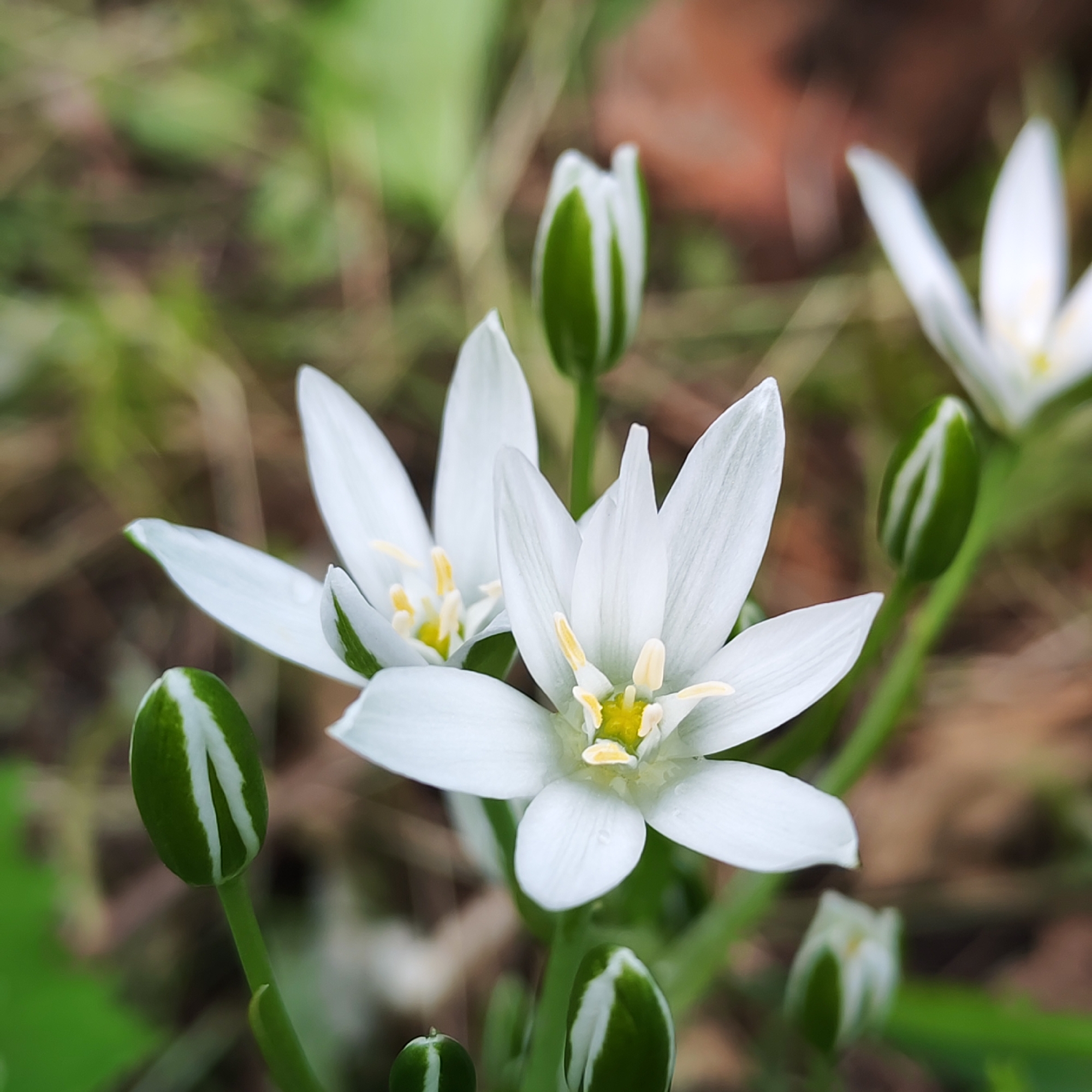 The image displays a close-up of several white flowers and their buds in a natural outdoor environment, located in the city of Chaikovsky, Russia. In the central foreground, two fully open flowers are sharply in focus, each featuring six distinct white, lanceolate petals arranged radially around a prominent yellow central structure, consistent with stamens and a pistil. One additional blurred white flower is partially visible in the upper right. Several green flower buds, characterized by vertical white stripes, are present throughout the frame; a sharply defined bud is visible in the lower left, and another, less distinct, in the mid-right. The stems supporting the flowers and buds are green. The background is uniformly blurred, presenting a mosaic of soft green foliage and earthy brown tones, indicating a natural vegetated setting. No human figures, animals, or artificial objects are present.