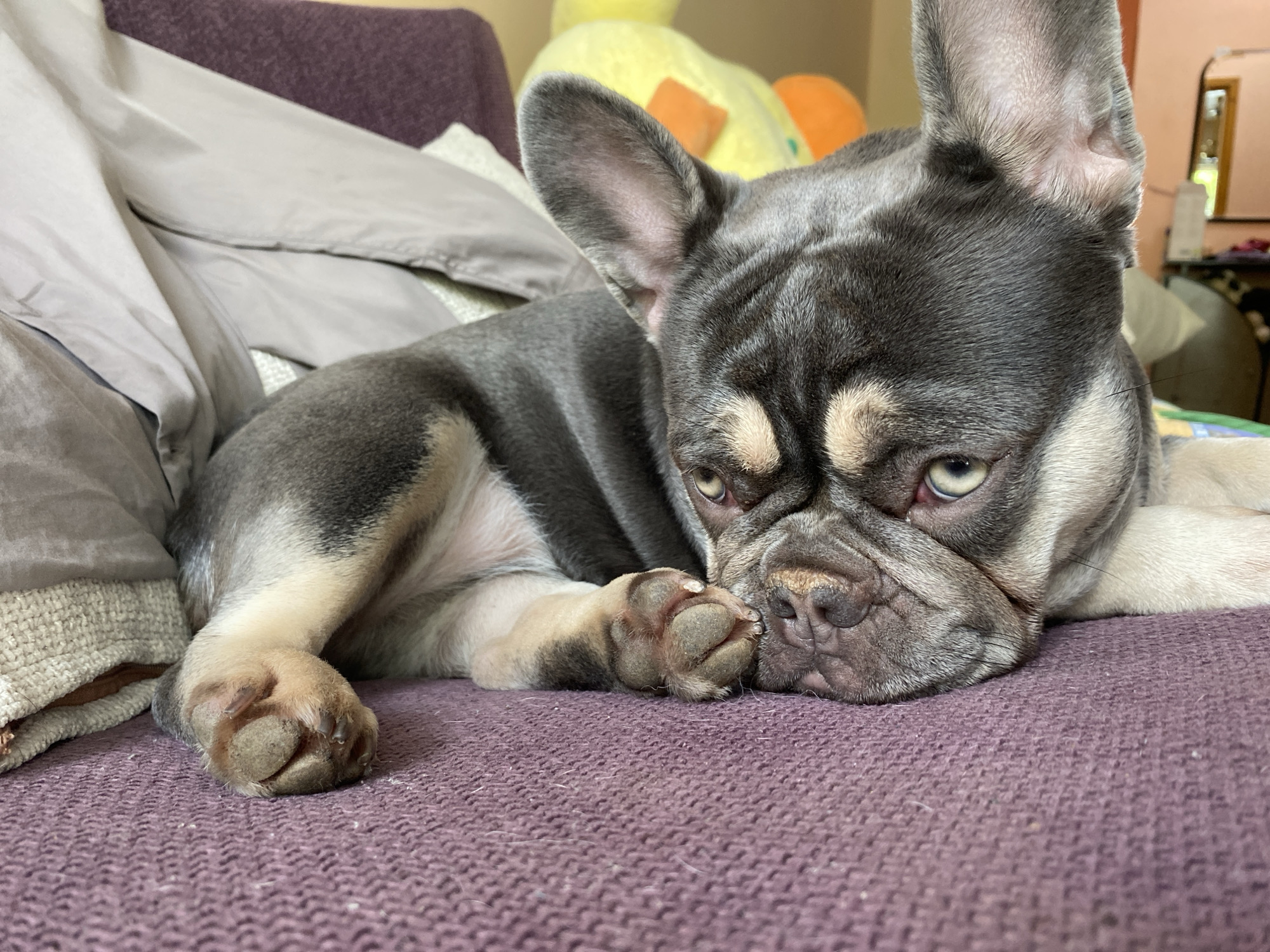 A French bulldog is resting on a purple couch. The dog is facing the camera and its head is resting on its paws. The dog's fur is a mix of gray and tan. The background is blurred, but appears to be a room with a yellow stuffed animal and a mirror. The lighting is natural and appears to be coming from the left.