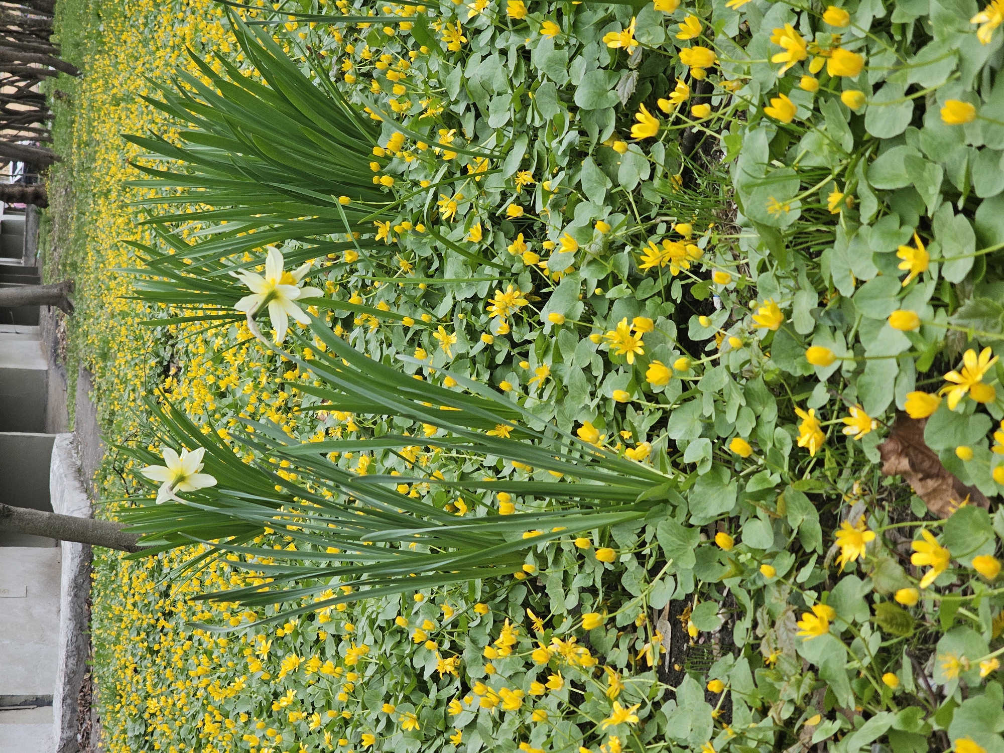 A ground-level, outdoor shot depicts a dense carpet of bright yellow Lesser Celandine flowers (Ficaria verna) interspersed with patches of green foliage and other plants with elongated green leaves. Two white and yellow narcissus-like flowers with long green leaves are situated to the left of the frame. The flowers fill most of the frame, with a partial view of a grey cement structure, trees, and tree branches visible on the left edge of the frame. The overall perspective is close-up, showing intricate detail of the flowers and plants. This photo was taken in the city of Khimki, Russia.