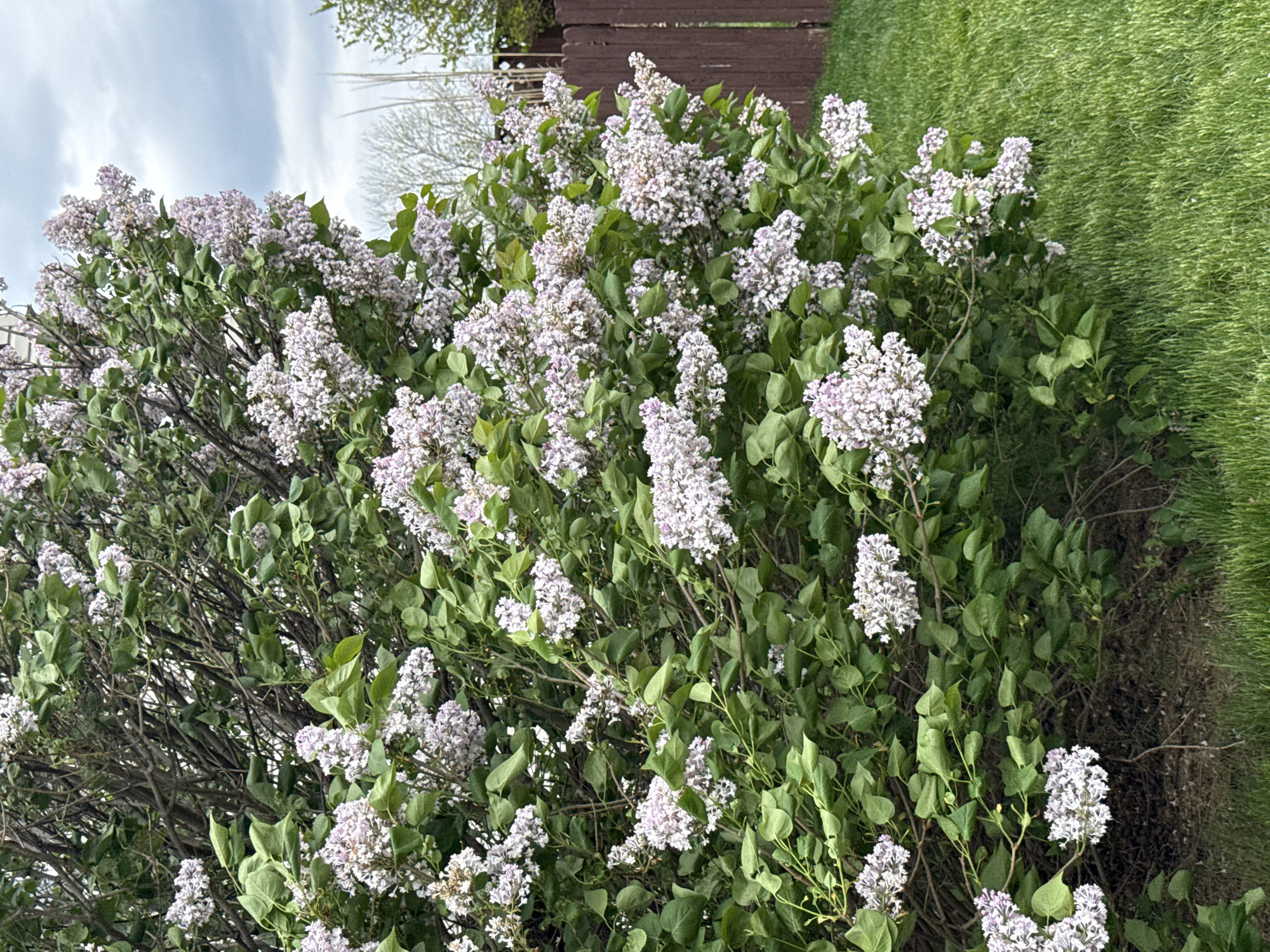 The image shows a lilac bush in full bloom. The bush is covered in clusters of light purple and white flowers, with green leaves interspersed. To the right of the bush is a patch of green grass. In the background, there is a brown wooden fence. The sky is overcast with some blue visible. Based on the flora present and the style of fencing, the location could be in a residential area within Columbus, Ohio, USA.