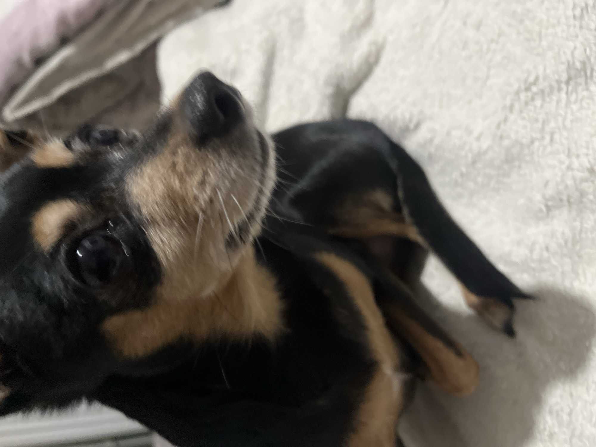 A tan and black dog, possibly a miniature pinscher, is lying on a white, textured blanket or fabric surface. The dog's head and upper body are in focus, with its nose pointed upwards towards the camera. The background is blurry, but suggests the presence of pillows.
It is not possible to know the exact location of the image based on the scene.