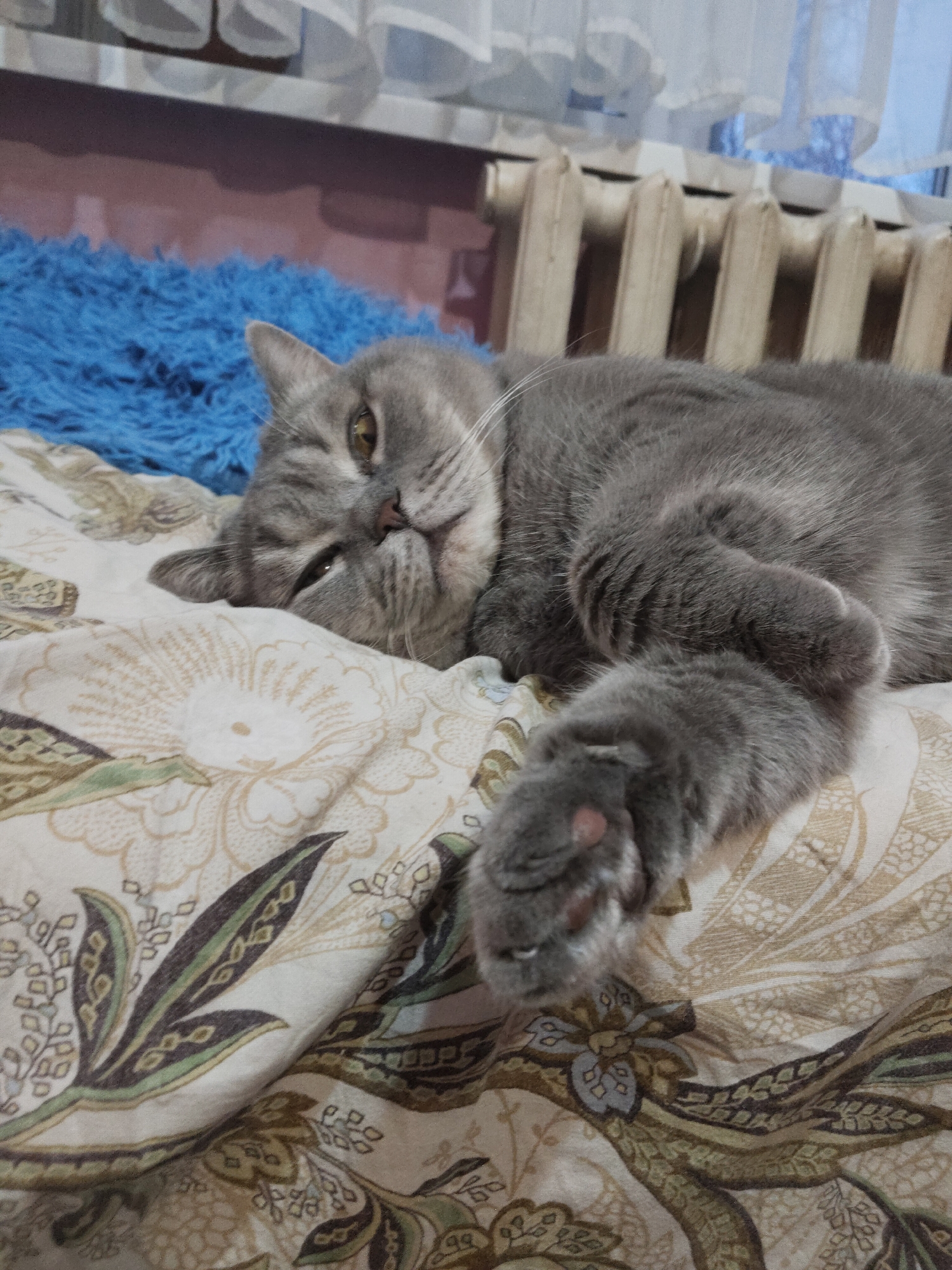 A gray tabby cat rests on a bed with patterned bedding in a room in Perm, Russia. A blue fluffy blanket is visible near the cat. A radiator and a window with curtains are in the background. The cat is lying on its side, with one paw extended and showing its toe beans.