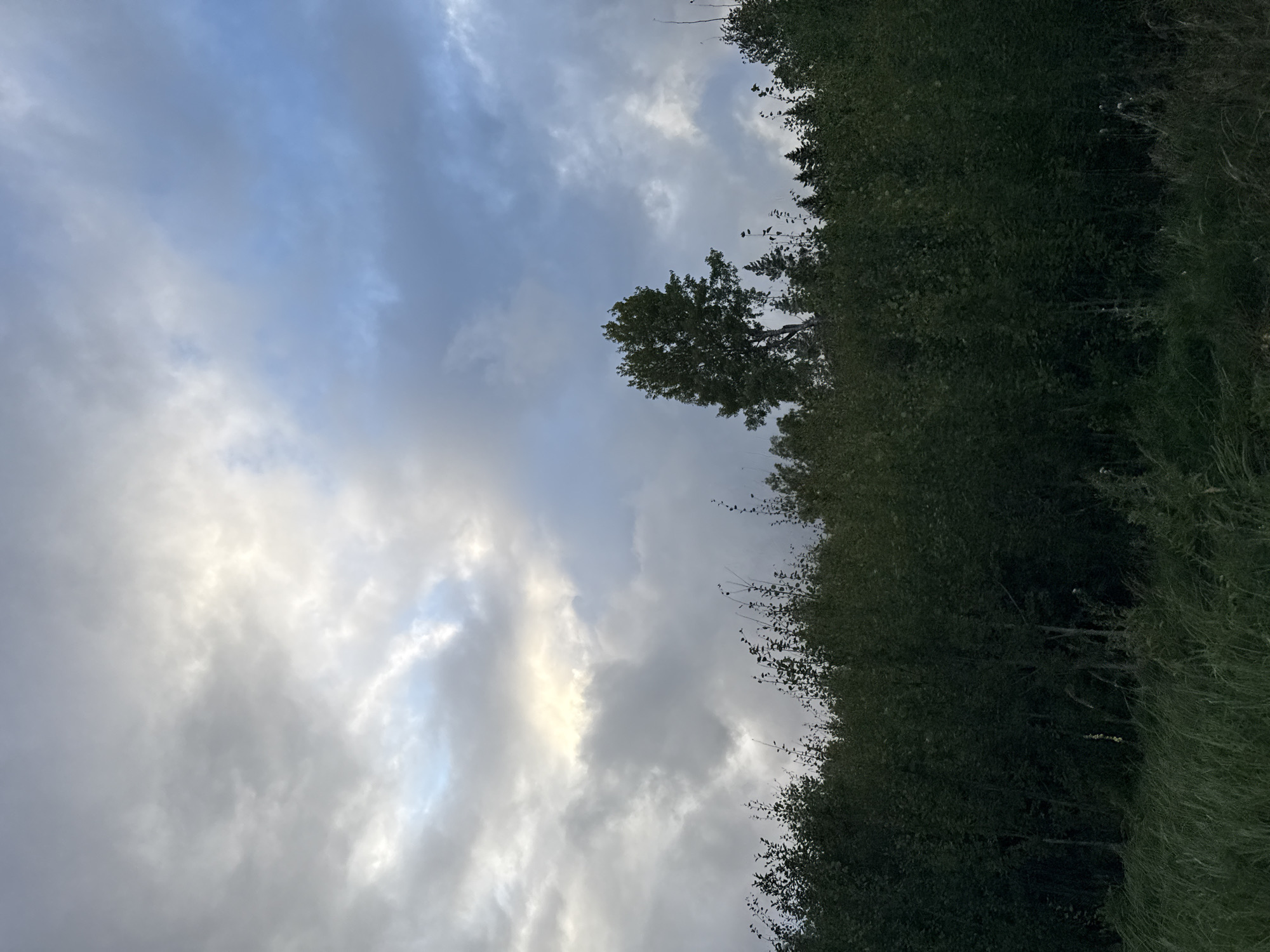 The image shows a dense forest line against a dramatic sky with clouds. The forest is primarily composed of dark green deciduous trees and some taller evergreens. The foreground features tall, lush green grass. A single, tall deciduous tree stands out from the rest of the forest on the right side of the frame. The sky is filled with a mix of dark grey and white clouds, with patches of lighter sky, suggesting an overcast or twilight condition. There are no people or specific actions depicted. The scene is set in a natural environment, likely a rural or semi-rural area, consistent with a location such as Kangru alevik, Estonia, which is characterized by forested areas and open landscapes.