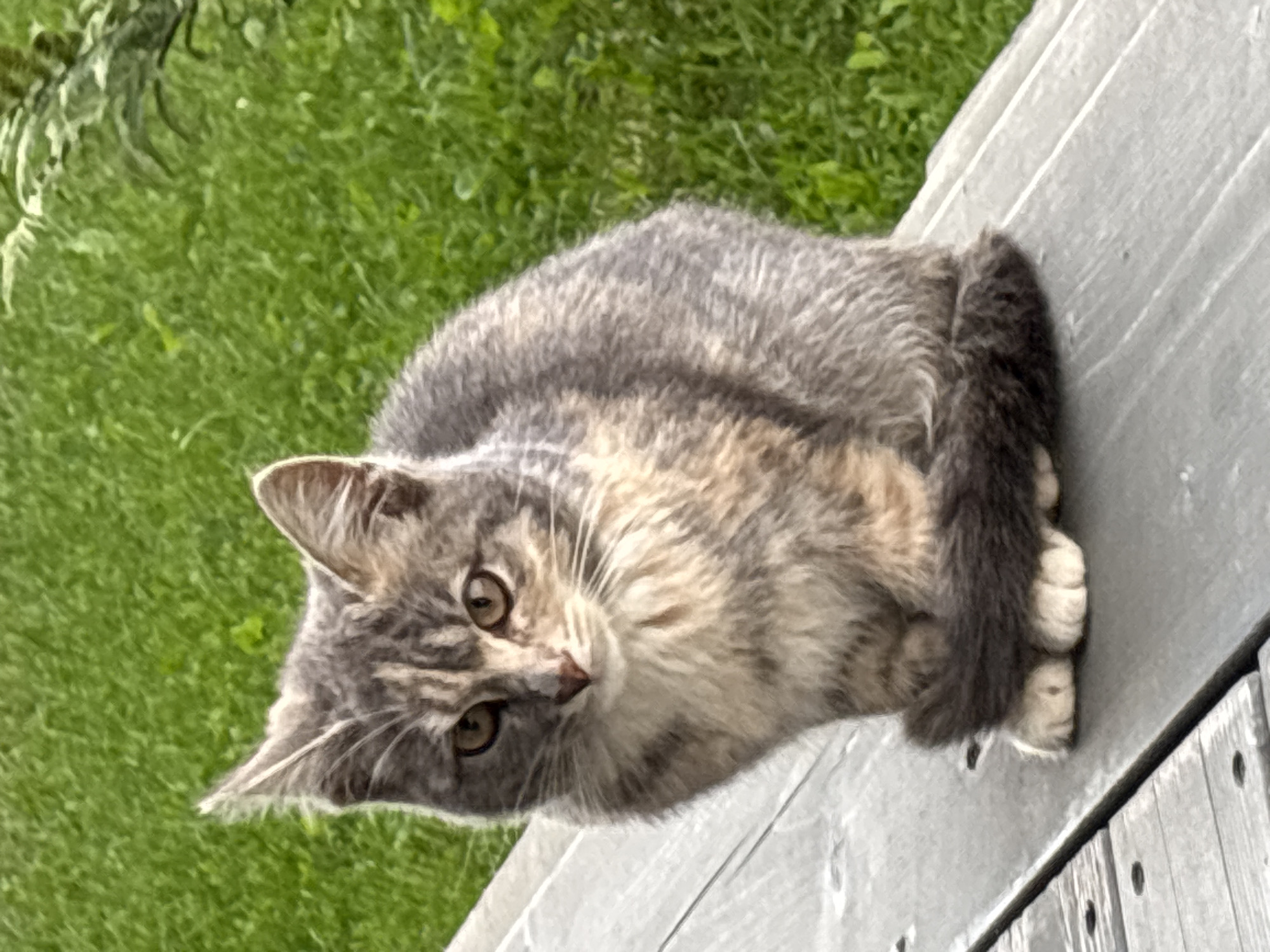 A tabby cat with grey and brown markings and white paws sits on a weathered wooden surface. The cat is looking directly at the camera with yellow eyes. Behind the cat, a green, grassy area is visible, suggesting an outdoor setting. The wooden surface appears to be part of a bench or deck. There are no people or other animals visible in the image. The lighting suggests it is daytime. The scene is likely located in Zvenigorod, Russia, given the context provided, though the image itself does not contain explicit locational markers.