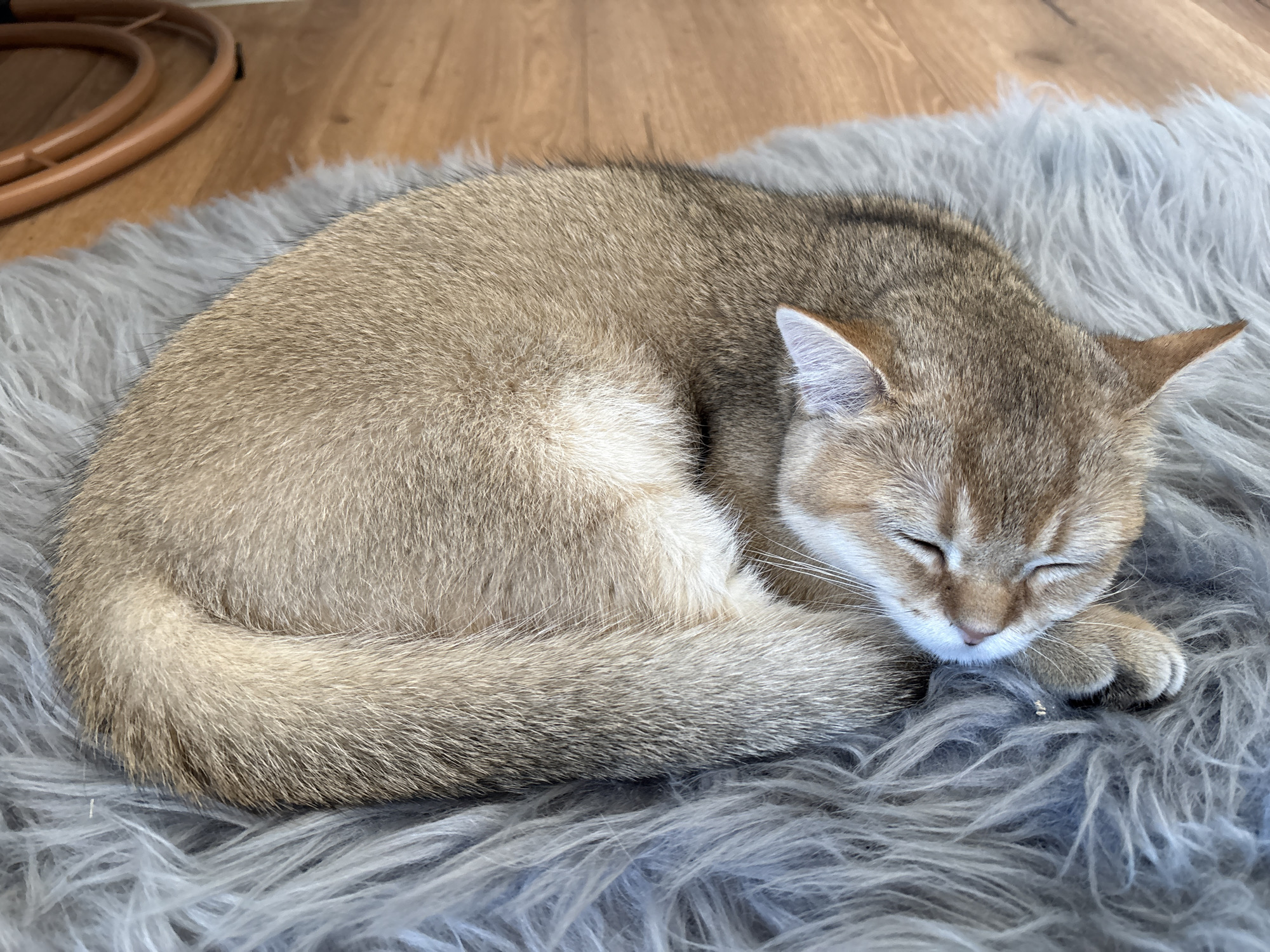 A golden-brown cat with white markings is curled up asleep on a fluffy grey rug. The rug is placed on a wooden floor. In the background, a portion of a wooden furniture piece with a curved design is visible. The cat's eyes are closed, and its head is resting on its paws. The lighting suggests an indoor setting. The scene is devoid of any human presence or activity. The overall impression is one of peace and tranquility.