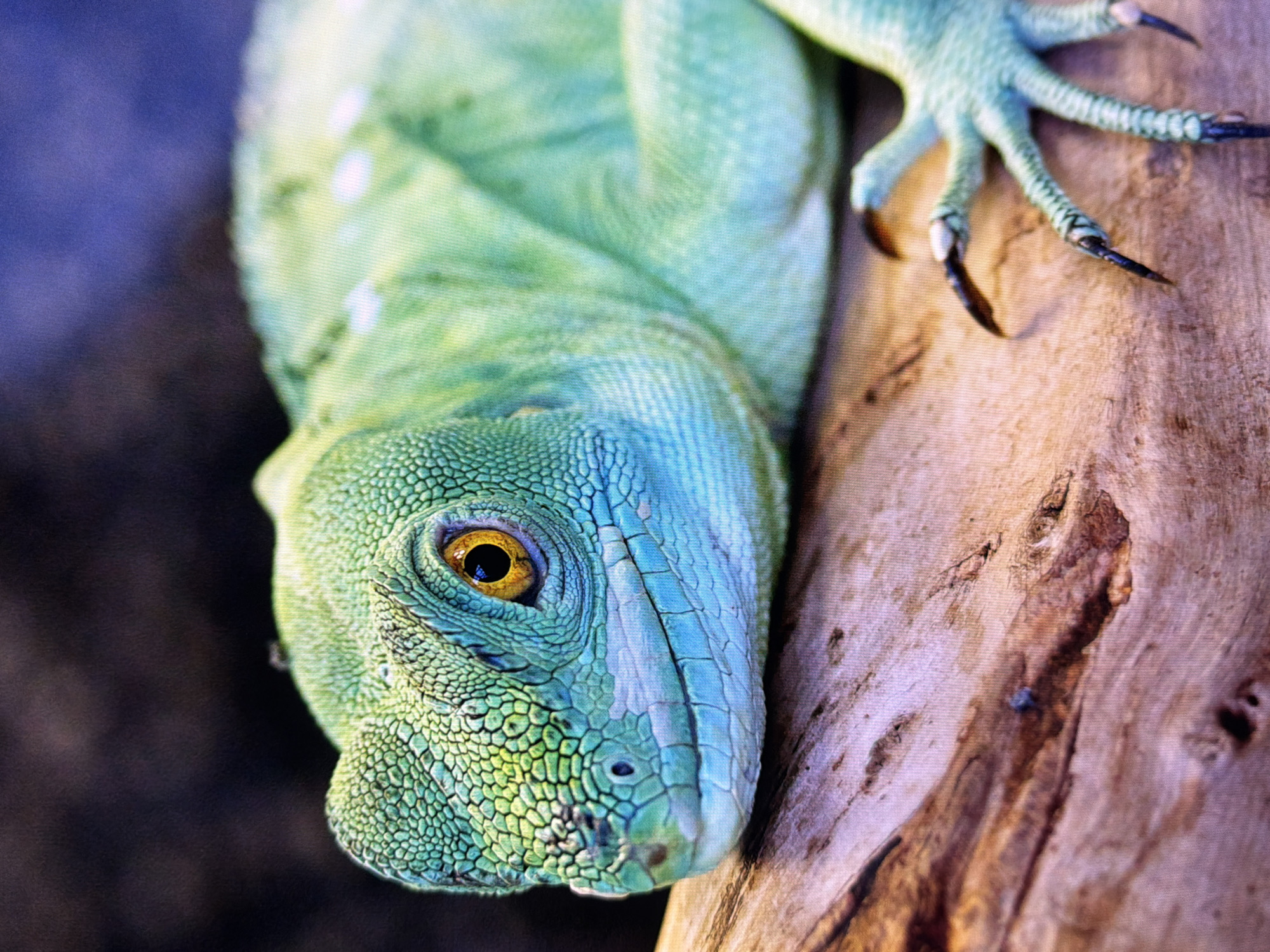 The image is a close-up, vertical shot of a green lizard resting on a piece of wood. The lizard's head is in the foreground, with its bright yellow eye clearly visible. Its scales are detailed, with a mix of green and blue hues. The lizard's left front leg is also visible, with sharp black claws. The background is dark and blurred, with a hint of purple. There is no indication of any location in Kyiv, Ukraine, or any human presence.