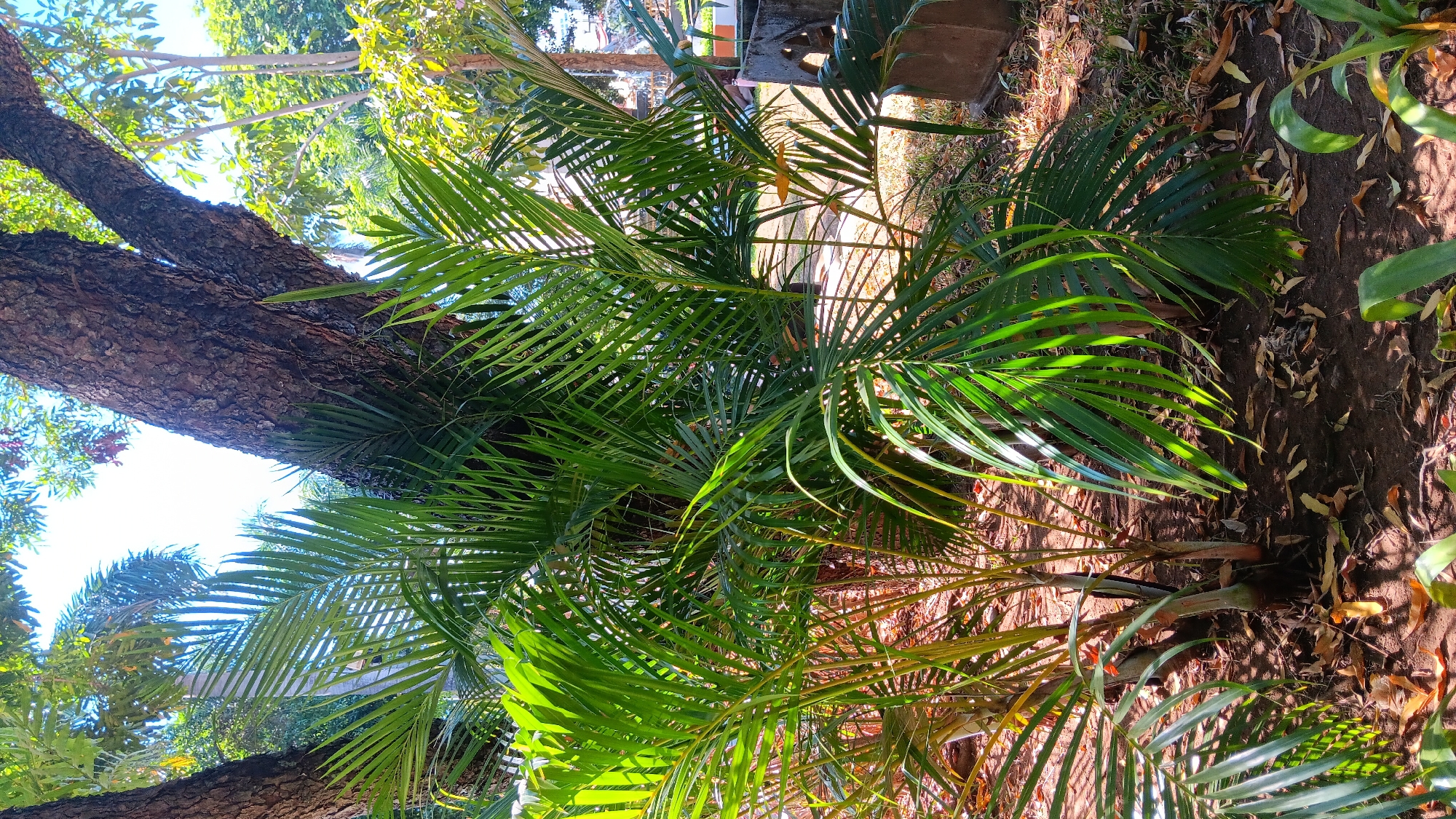 In Nganjuk, Indonesia, the image displays a sunny outdoor scene with lush green palm fronds in the foreground, catching the sunlight. Behind the palms, a large, textured tree trunk dominates the mid-ground, its bark rough and dark. The background reveals more trees and foliage, suggesting a park or garden setting. A glimpse of a concrete structure is visible on the right side, hinting at urban landscaping. The ground is covered with dark soil, scattered with dry leaves. No people are present in the frame.