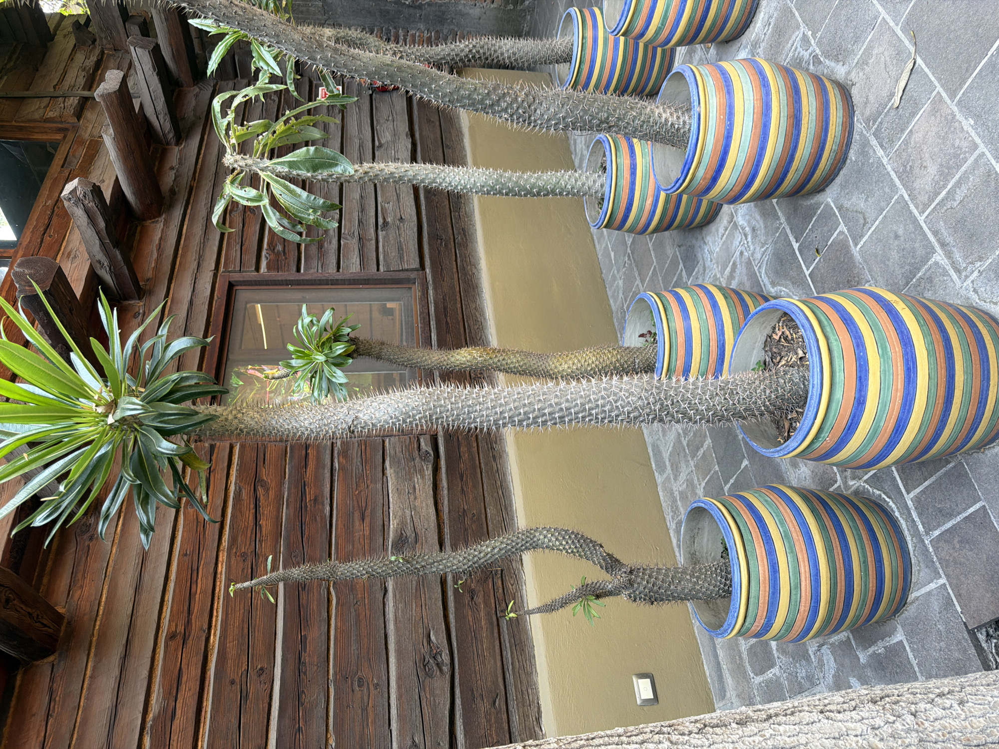 The image shows a row of four potted Madagascar palms (Pachypodium lamerei) in colorful striped pots. The plants are lined up against a wooden building with a small window and a light brown stucco wall. The pots are cylindrical with blue, green, yellow, orange, and tan stripes. The ground is paved with gray stone tiles. The image appears to be taken in the city of Puebla, Mexico.