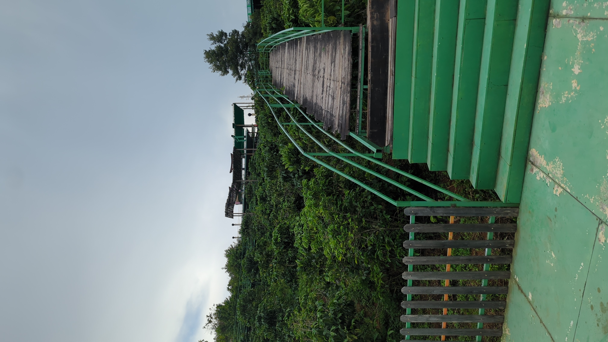 The image depicts a wooden staircase with bright green railings leading up a slope. The stairs are set against a backdrop of lush green vegetation, likely coffee plants, covering the hillside. At the top of the hill, several open-air structures with thatched roofs are visible, suggesting a seating area or observation deck. A wooden picket fence runs along the left side of the foreground. The sky is overcast and a light grey. The scene appears to be an outdoor scenic viewpoint or a tourist attraction, possibly located in Thôn 5, Vietnam, given the context. There are no people or animals visible in the image.