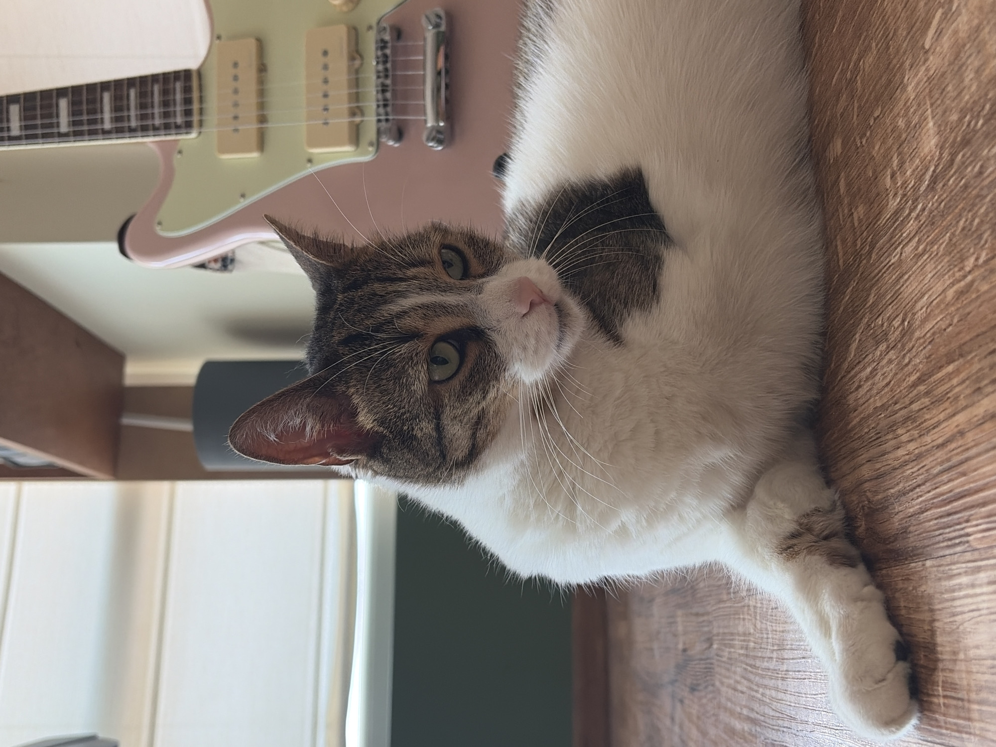 A tabby and white cat is lying on a wooden floor in front of a pink and mint green electric guitar. The cat is facing to the right, with its head turned slightly towards the viewer. The cat has green eyes, a pink nose, and white whiskers. Its fur is short and soft, with patches of white and gray tabby markings. The guitar is a Fender Jaguar, and it has a rosewood fretboard and chrome hardware. The background is blurred, but it appears to be an indoor setting with blinds and a shelf visible. The lighting is natural, coming from a window to the left of the frame. The image is a medium shot, with the cat filling most of the frame.