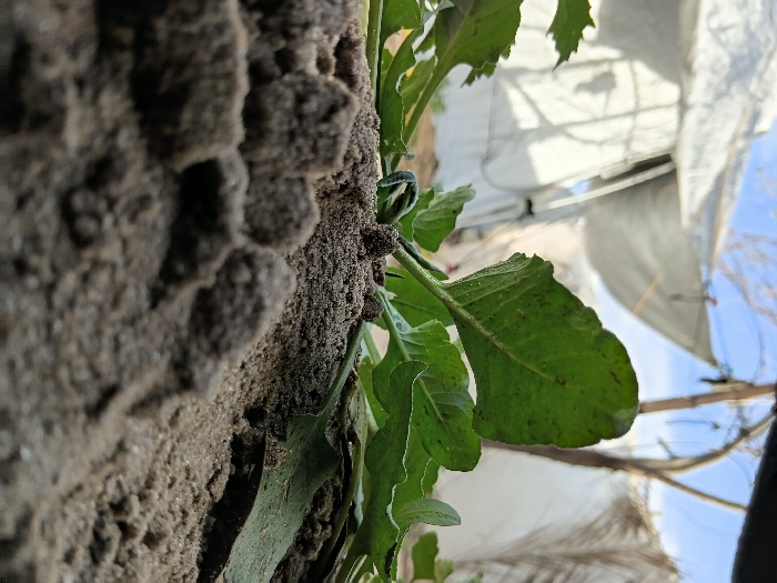 A close-up shows a rough, earthen wall with dark, cloddy texture. Green plant life sprouts from the wall's side. The leaves are vibrant, marked with slight imperfections and a textured surface. In the blurred background, a white structure, possibly a greenhouse or tent, is visible against a bright blue sky, creating a sense of outdoor setting.