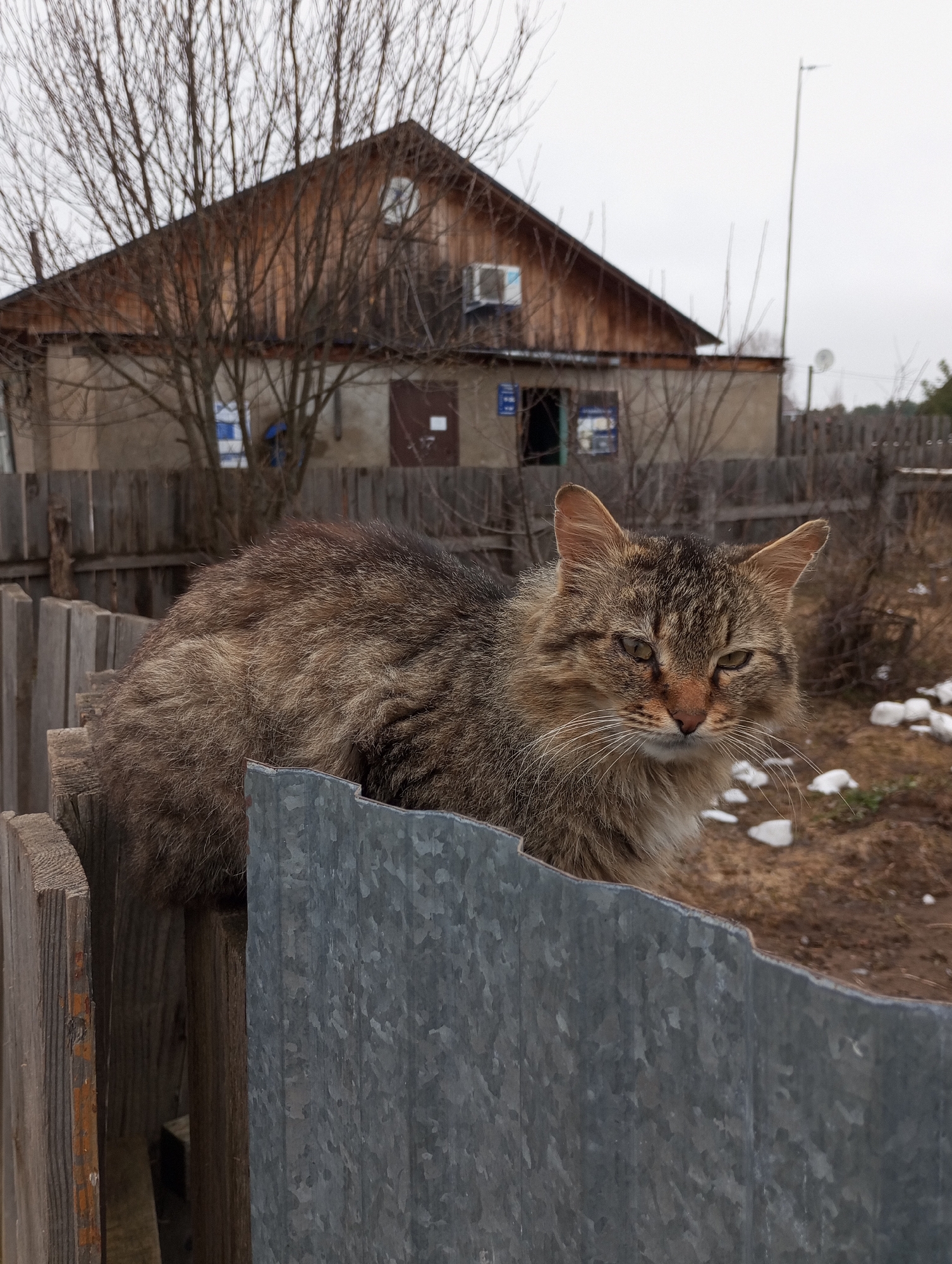 A long-haired tabby cat sits on a fence in a rural setting in Буренка, Russia. The fence is made of wood and corrugated metal. Behind the fence is a house with a light brown wooden upper story and a concrete or stucco lower story. Bare trees are visible in front of the house. Patches of snow are on the ground. The sky is overcast.