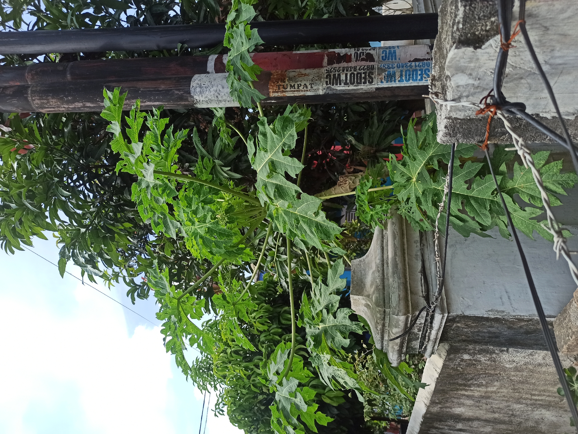 In a residential area of the City of Medan, Indonesia, a papaya plant with large, deeply lobed green leaves grows in front of a concrete wall and fence. Two utility poles, one wooden and one black metal, stand to the right, with faded posters and wire affixed to the wooden pole. In the background, lush green trees fill the scene under a partly cloudy sky. Barbed wire is strung across the top of a concrete pillar in the foreground.