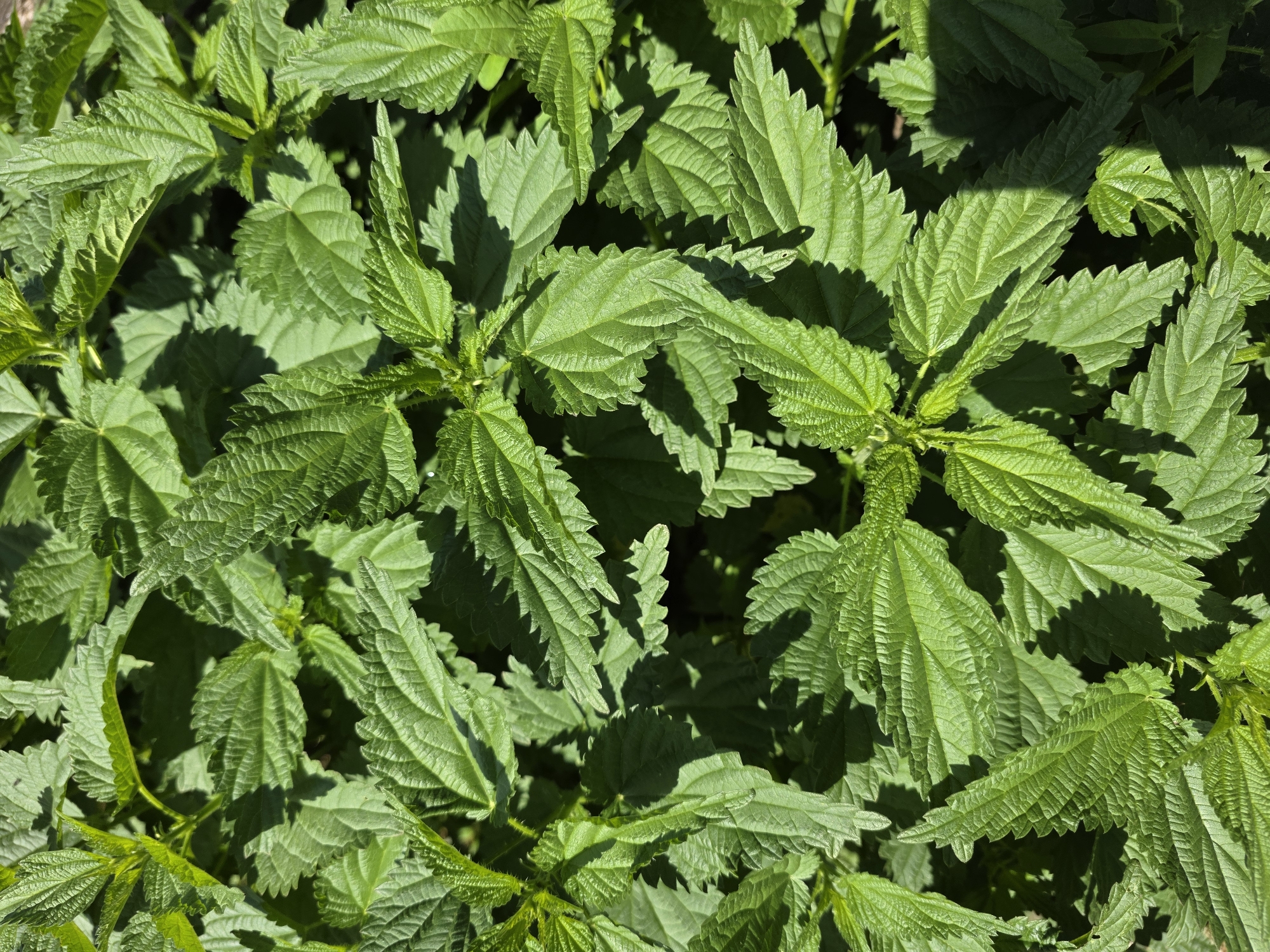 The image is a close-up, overhead shot of a dense patch of green stinging nettle plants. The leaves are serrated and have a textured, veined surface. The lighting suggests it is daytime, with shadows cast by the leaves indicating sunlight. There are no people or man-made objects visible. The scene is an outdoor natural environment. The location is not discernible from the image alone and therefore cannot be specified as being in Речицы, Russia.