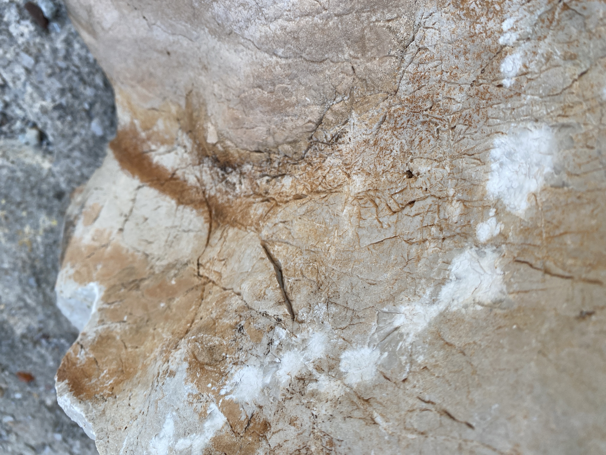The image shows a close-up of a cracked, light brown and gray rock. Patches of white material are visible on the surface of the rock. The texture is rough and uneven, with numerous small fissures and crevices. Adjacent to the rock on the left side is a rough, grey, porous surface. The image was taken in Budva, Montenegro.