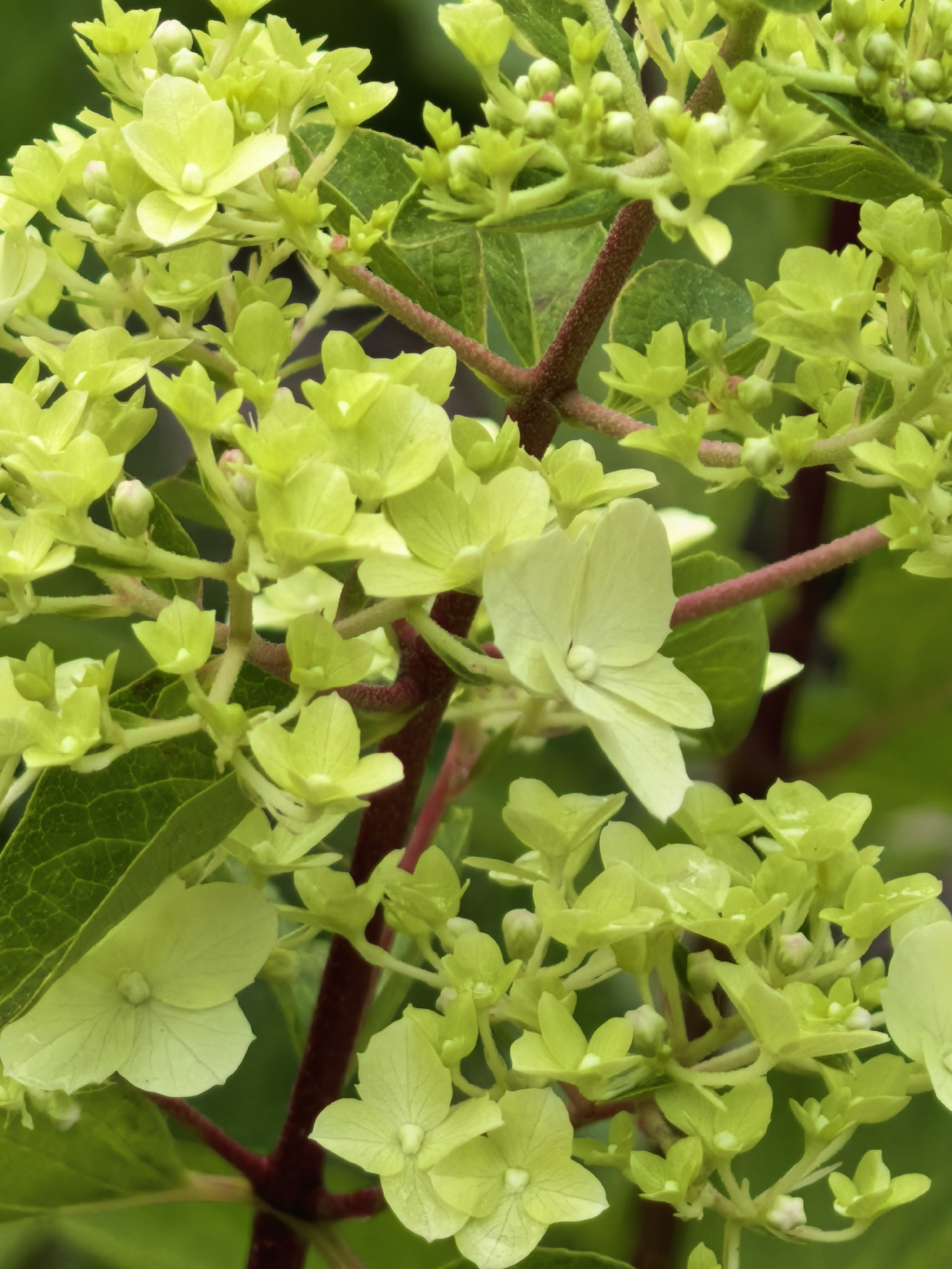The image displays a close-up view of a cluster of small, pale green flowers with delicate petals. The flowers are clustered on thin, reddish stems, surrounded by lush green foliage. The background is a soft blur of green, suggesting an outdoor setting with natural light. The focus is sharp on the flowers and their immediate surroundings, highlighting their intricate details and subtle color variations. There are no people or man-made objects visible in the scene, indicating a natural setting, likely a garden or wild area. The image does not contain any information that would allow for identification of its location within the city of Sterlitamak, Russia.