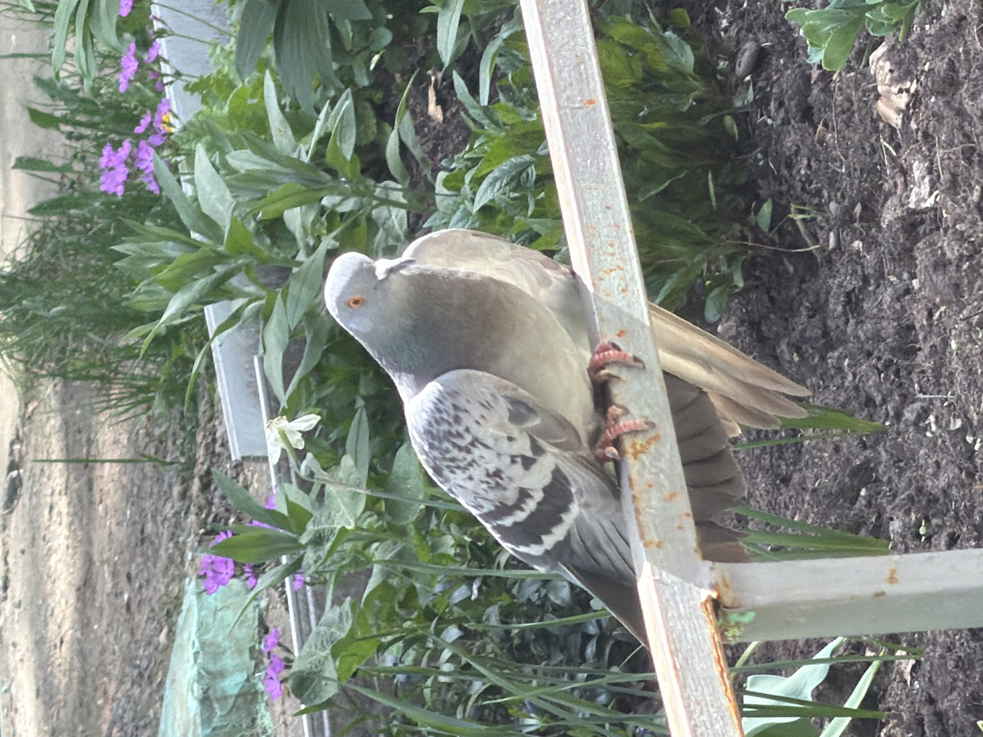 A pigeon perches on a weathered, silver metal structure amidst greenery. The bird's gray plumage is marked with darker speckled patterns. The environment is characterized by a mix of cultivated plants and natural soil, suggesting an outdoor setting, possibly a garden or park. The precise location in Chaikovsky, Russia, is not discernible from the provided information.