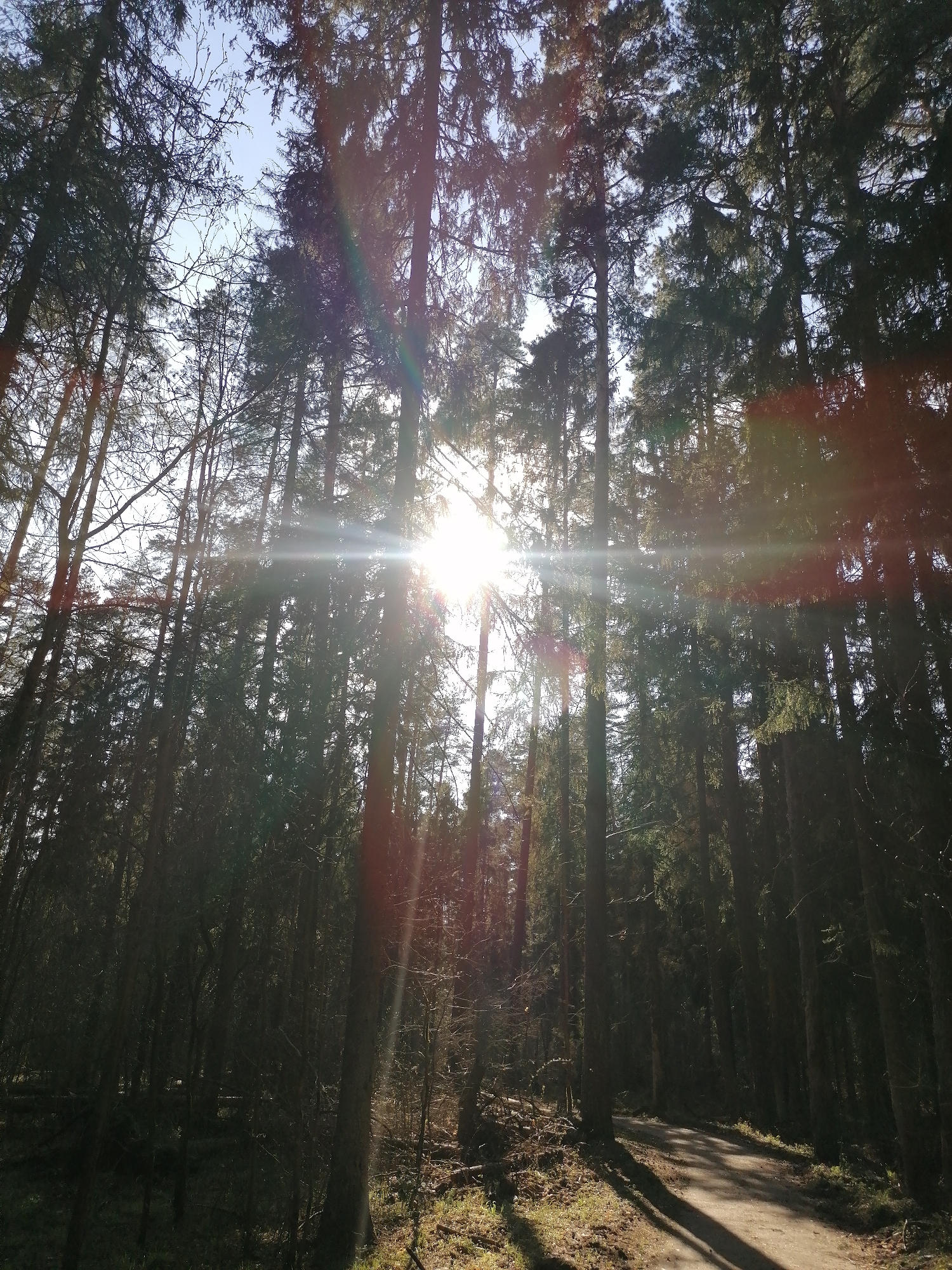 A low-angle shot captures a forest scene with tall trees silhouetted against a bright sun. The sun is positioned near the center of the frame, creating a strong lens flare with streaks of light radiating outwards. The trunks of the trees are closely spaced, suggesting a dense woodland area. A dirt path is visible in the lower right corner of the image, casting shadows on the ground. The sky is a pale blue, partially visible through the canopy. The location is within a forest and is of an unknown city.
