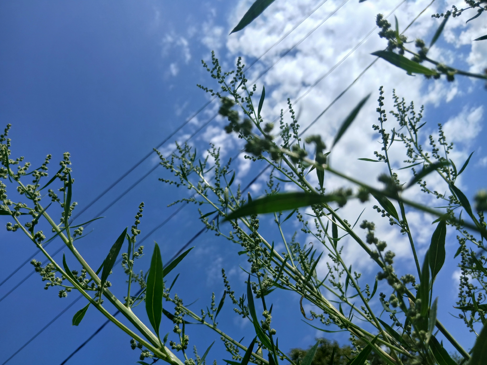 An upward angle, low-perspective shot shows green plants with small buds against a bright blue sky with scattered white clouds. Overhead, three dark electrical wires are visible, stretching diagonally across the frame. The plants are in focus in the foreground, with their slender stems and leaves extending upwards. The background consists of the sky and clouds, with the wires partially obscuring them. The lighting suggests it is daytime. The scene is outdoors and appears to be in an urban or semi-urban environment, given the presence of electrical wires. There are no people visible in the image.