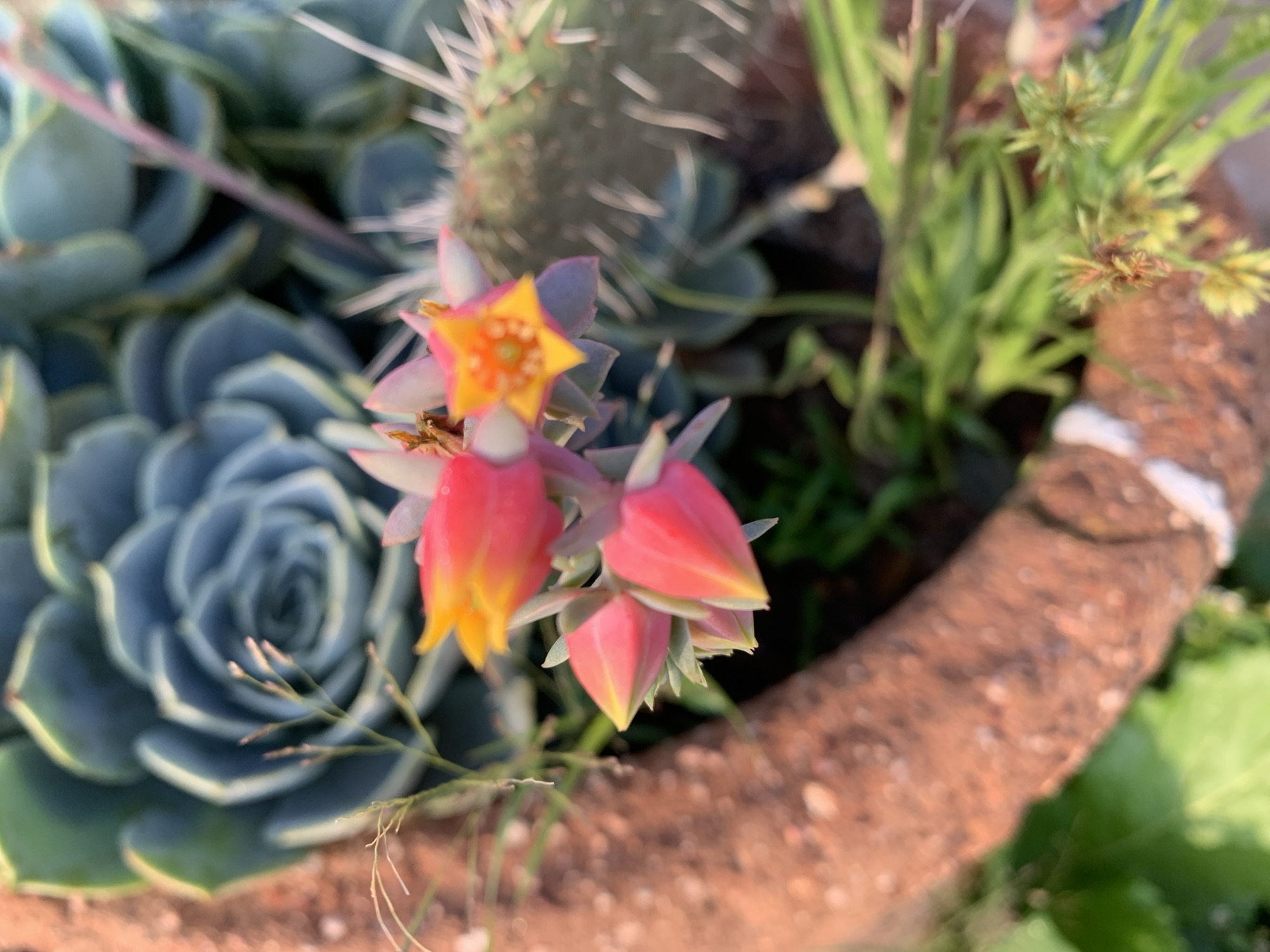 The image displays a close-up view of several succulents and their vibrant, bell-shaped flowers. The flowers are predominantly pink and yellow, with delicate petals. A large, blue-green succulent with tightly packed, fleshy leaves forms the backdrop on the left. To the right, a portion of a terracotta pot is visible, its rough texture and reddish-brown color contrasting with the greenery. Thin, spiky stems of another plant, possibly a cactus, can be seen above the flowers. The scene appears to be an outdoor setting, with natural light illuminating the plants. The image quality is slightly blurred, particularly in the background, suggesting a shallow depth of field. The specific location in Rafin Par, Nigeria, cannot be determined from the visual information provided in the image.