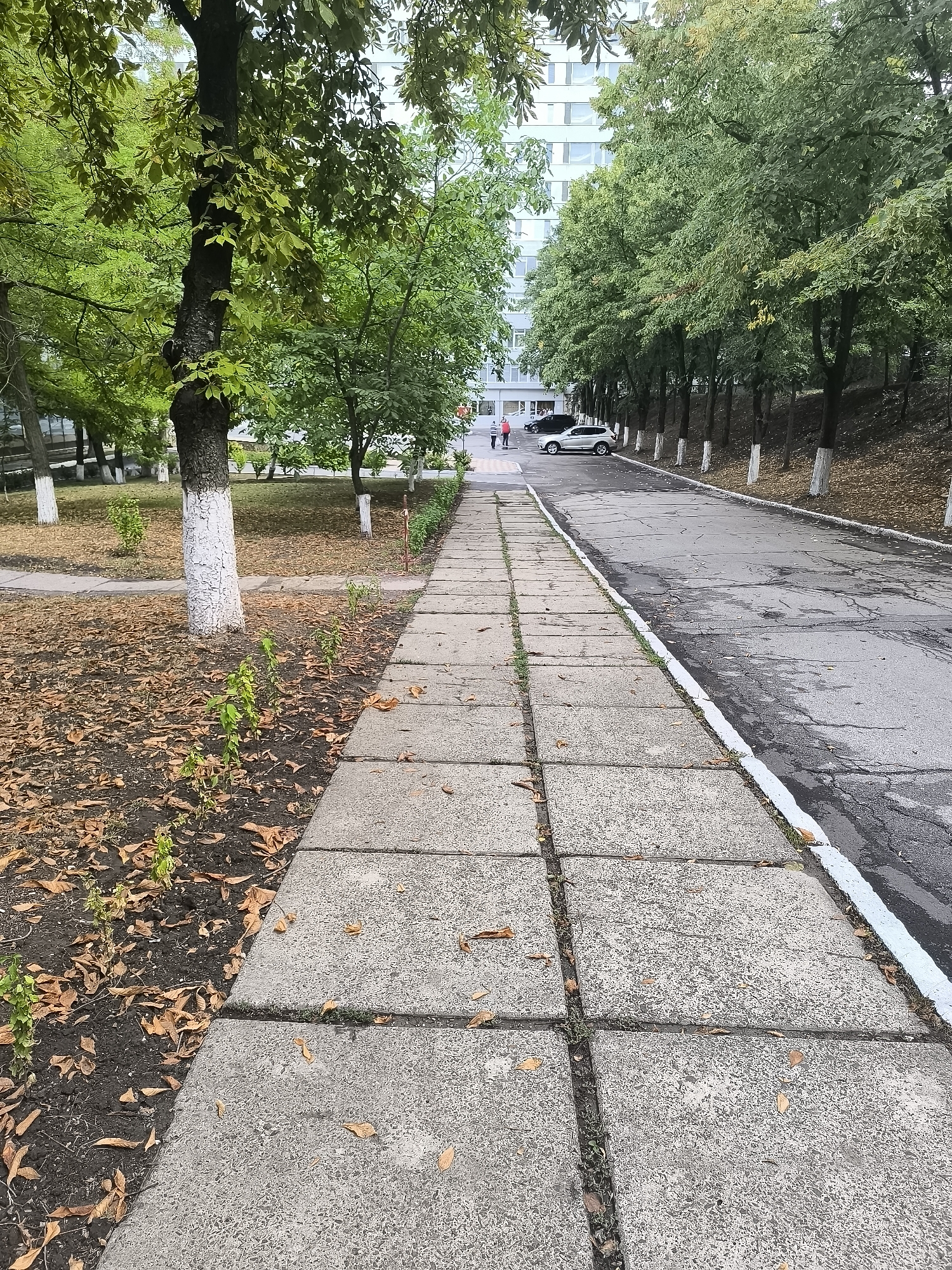 The image depicts a paved walkway in an urban setting, likely in Chișinău, Moldova, with a road bordering its right side and a grassy area with trees on its left. The walkway is constructed of square concrete slabs, with some grass and fallen leaves visible in the cracks between them. Along the left side of the walkway, there is a patch of bare earth covered in fallen leaves, with a row of small, green plants. A tree with a white-painted trunk stands in this area. Beyond the grassy area, a building with light-colored, multi-story facades is visible.
To the right of the walkway is a cracked asphalt road, marked with a white line along the edge adjacent to the walkway. Trees with green foliage line the right side of the road, their trunks also painted white at the base. In the distance, on the road, a white SUV and a dark car are parked. Two individuals, one in red and another in dark clothing, are walking on the walkway in the distance, towards the parked cars. The overall impression is that of a residential or public area, possibly in the late summer or early autumn, given the fallen leaves.