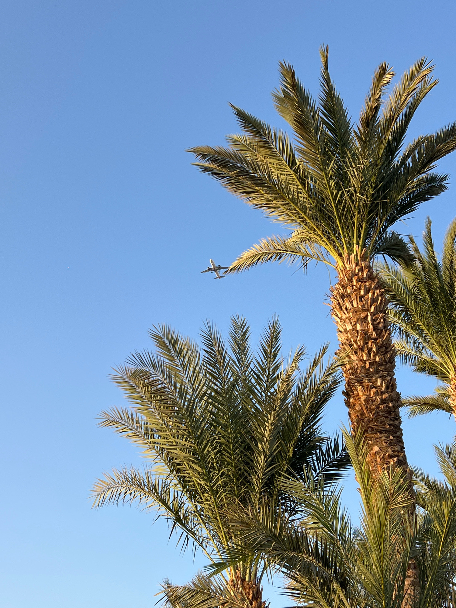 An airplane is captured in flight against a clear blue sky, positioned between the fronds of two prominent palm trees in Sharm El Sheikh, Egypt. The airplane is a white passenger jet with its landing gear down, suggesting it is either approaching or departing from an airport. The palm trees, with their textured brown trunks and vibrant green leaves, frame the scene, hinting at a tropical or subtropical location. The lighting suggests it is either early morning or late afternoon, with a warm glow illuminating the palm fronds. The overall image conveys a sense of travel and vacation, common to the atmosphere of Sharm El Sheikh.