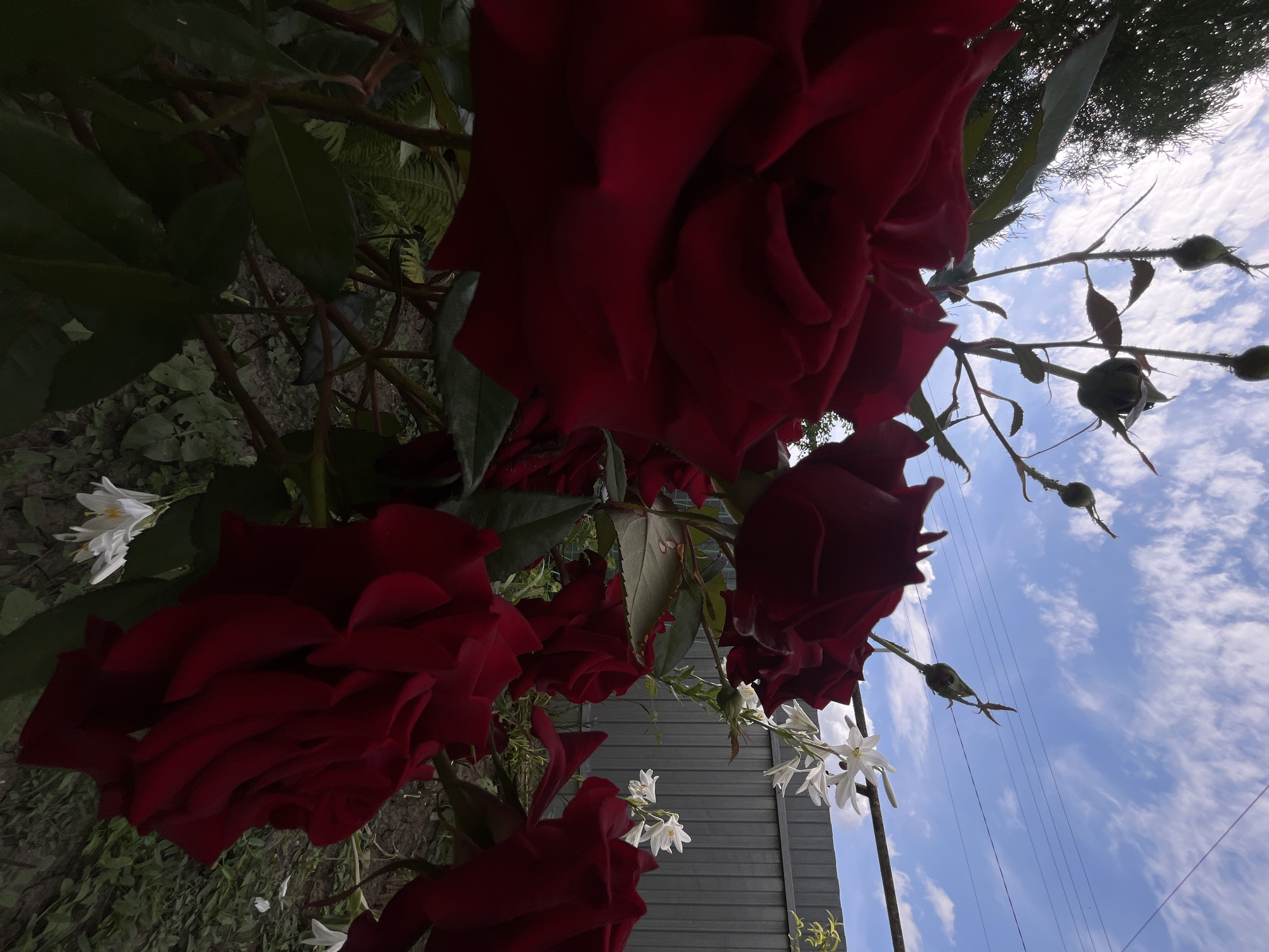 This is a low-angle, close-up photograph of deep red roses and some small white flowers, set against a backdrop of a bright blue sky with scattered white clouds. The roses are the dominant subject, with their velvety petals in various stages of bloom. The camera is positioned looking upwards, giving the impression of being amongst the flowers.
In the foreground and mid-ground, several large red rose blooms are visible. Their dark red color contrasts with the lighter hues of the sky. Some of the roses are fully open, while others are still in bud. Small clusters of delicate white flowers are scattered among the rose bushes, adding a touch of contrast. Green rose leaves and thorny stems are also visible, creating a natural, garden-like setting.
In the background, a gray, corrugated fence runs horizontally across the frame, suggesting a garden boundary or a structure within the yard. Above the fence and roses, the sky is a vibrant blue, filled with wispy white clouds that are partially illuminated by sunlight. The perspective suggests it is daytime, likely late morning or afternoon given the brightness of the sky and the lighting on the flowers. A few thin electrical wires are stretched across the sky, indicating the presence of infrastructure near the garden.
The overall mood of the image is peaceful and serene, highlighting the beauty of the roses and the vastness of the sky. The low-angle shot emphasizes the grandeur of the flowers and the natural elements of the scene. The location context provided is Novopokrovskaya, Russia. There is no visible text in the image.